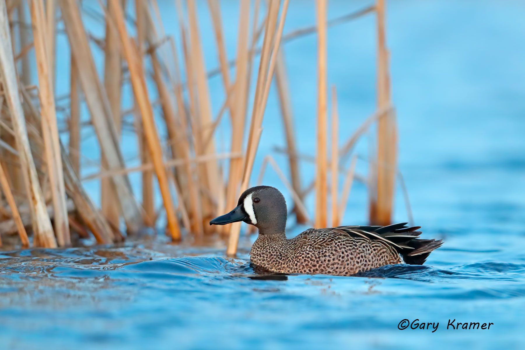 Blue-winged Teal (Spatula discors) Blue-winged Teal (Spatual discors) - NBWTb#1112d(2)