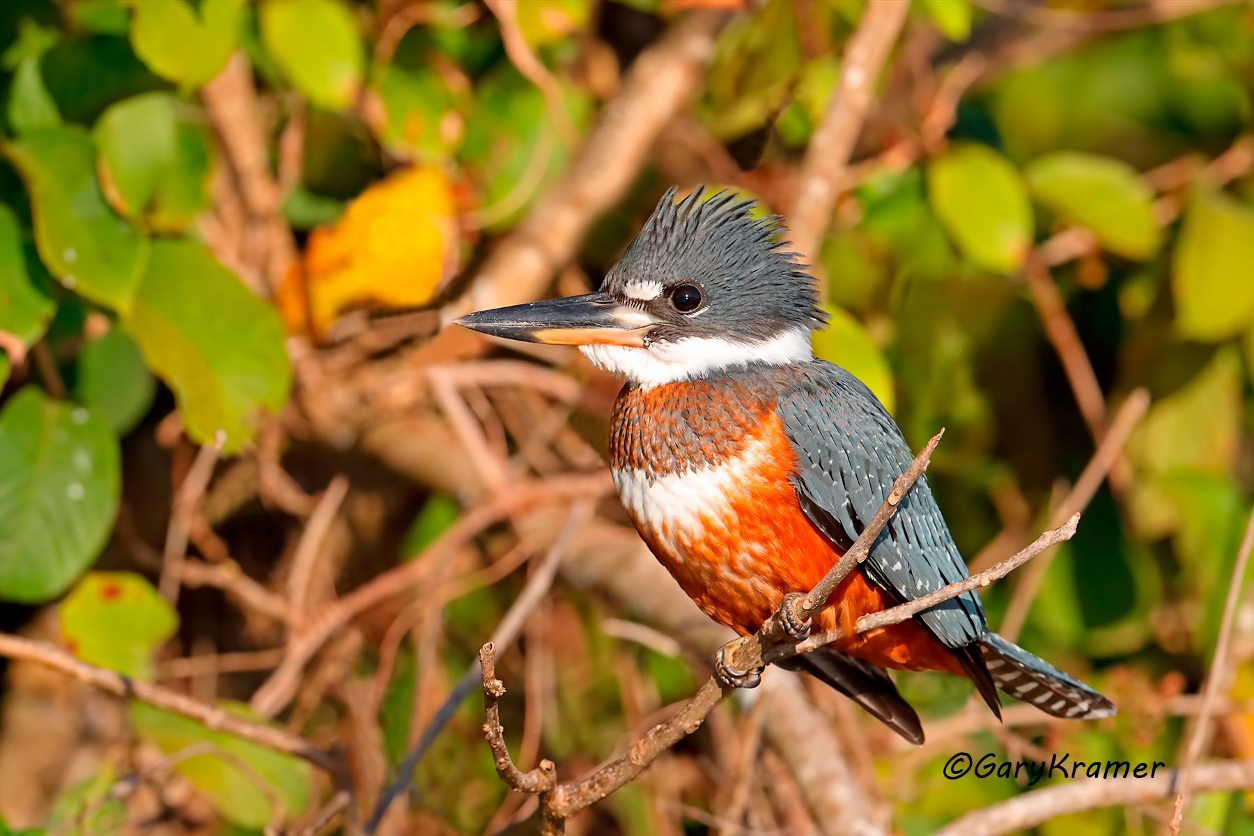 Ringed Kingfisher (Megaceryle torquata) Ringed Kingfisher (Megaceryle torquata) - NBTKr#018d