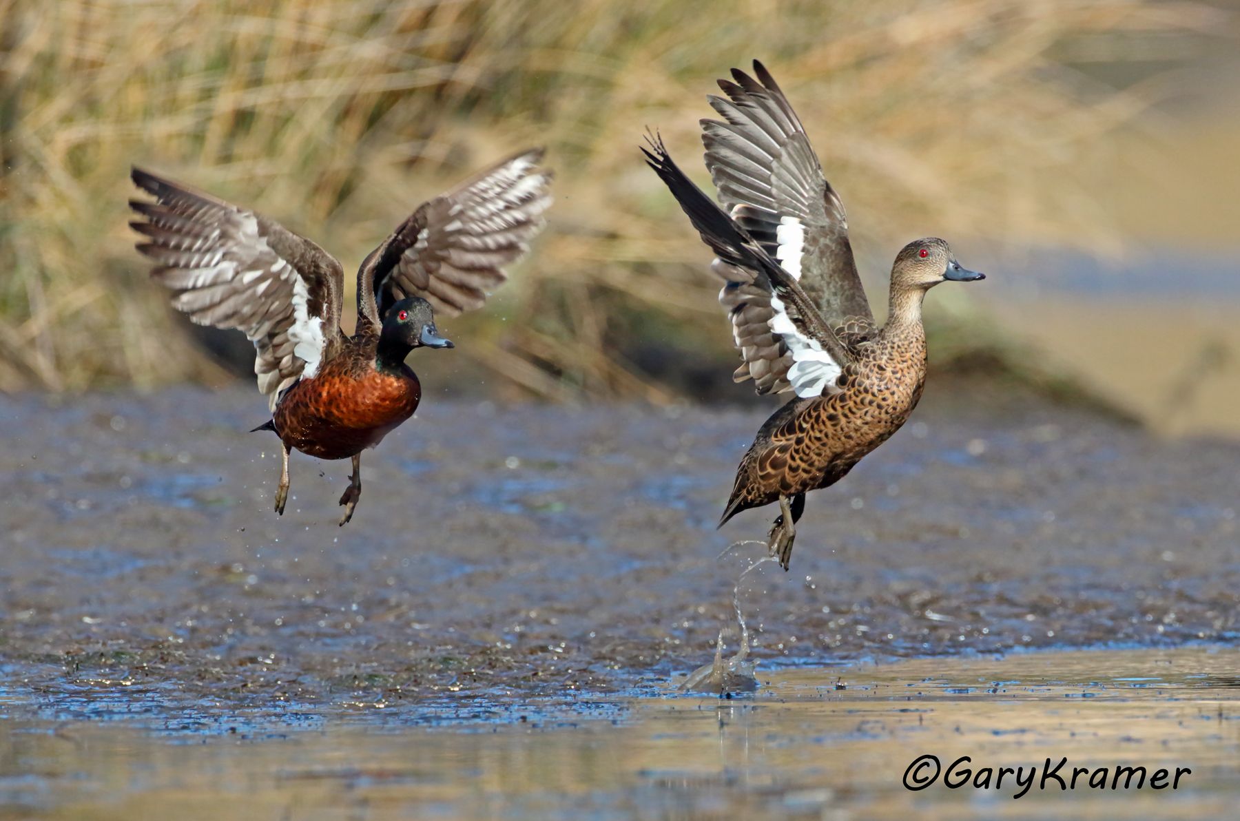 Chestnut Teal (Anas castanea)  Chestnut Teal (Anas castanea) - OBWCt#202d(2)