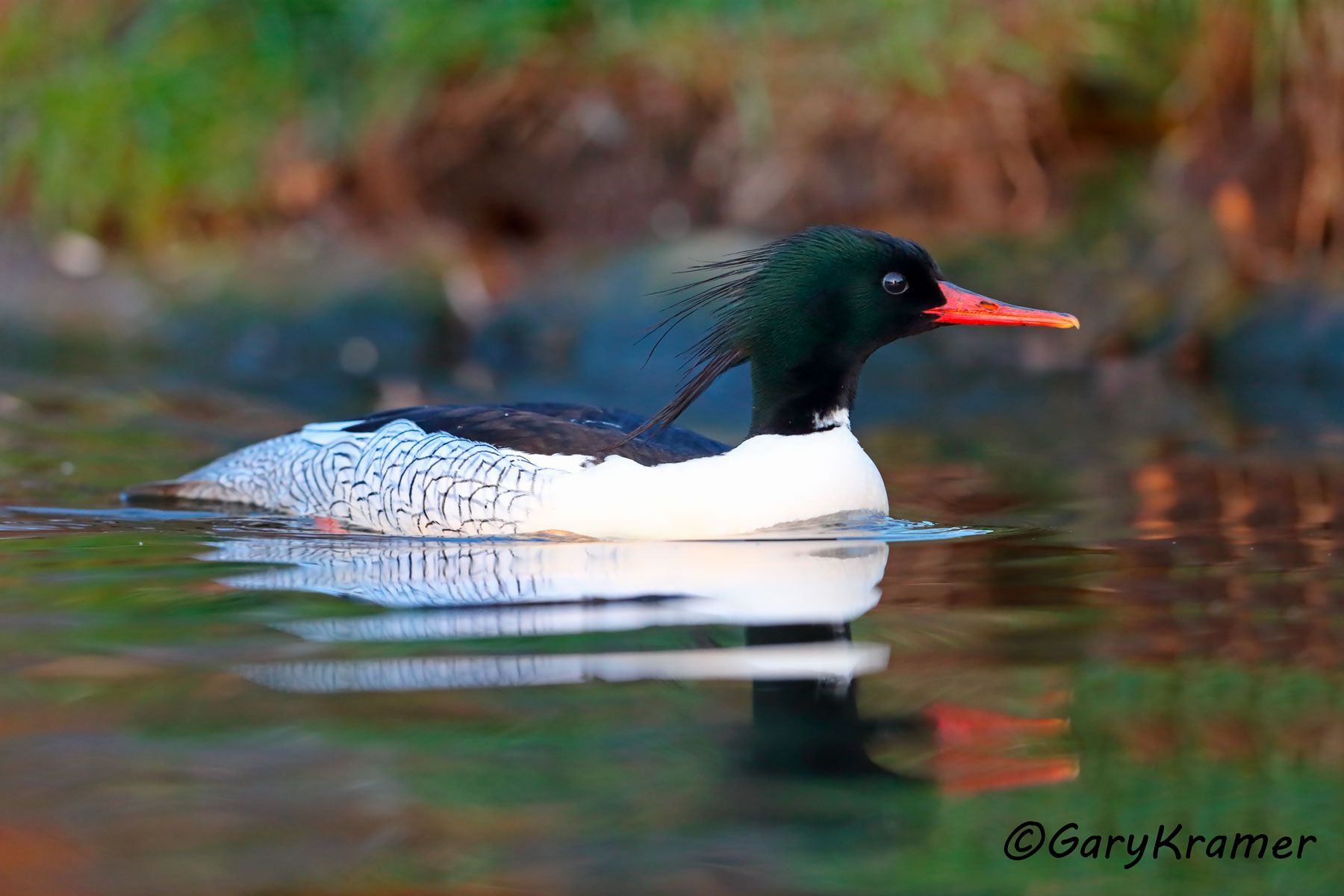 Scaly-sided  Merganser (Mergellus squamatus)  Scaly-sided Merganser (Mergellus squamatus) - EBWMc#034d