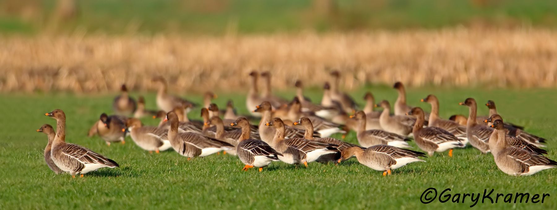 Tundra Bean Goose (Anser serrirostris)  Tundra Bean Goose (Anser serrirostris) - EBWGtb#170d(P)