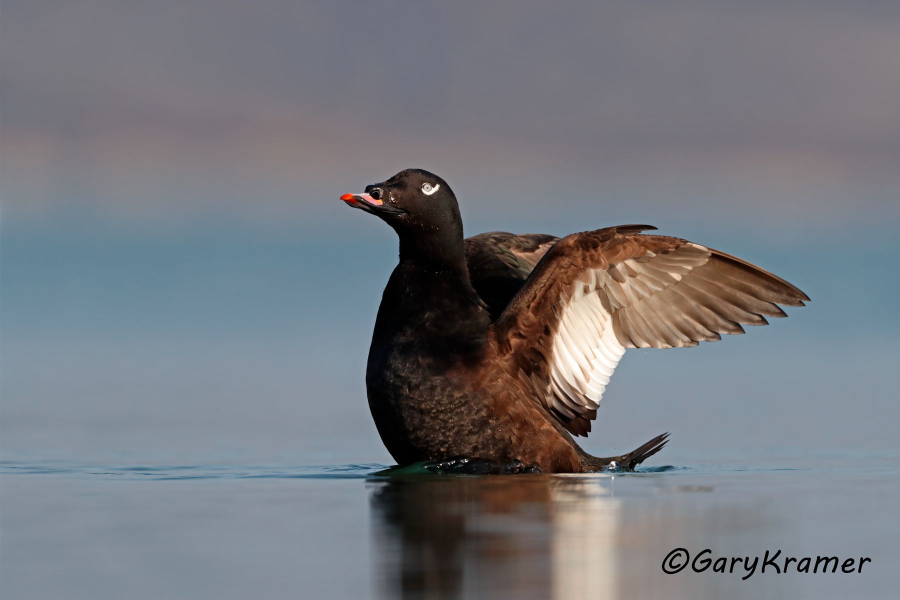 White-winged Surf Scoter (Melanitta fusca) - NBWSw#254d