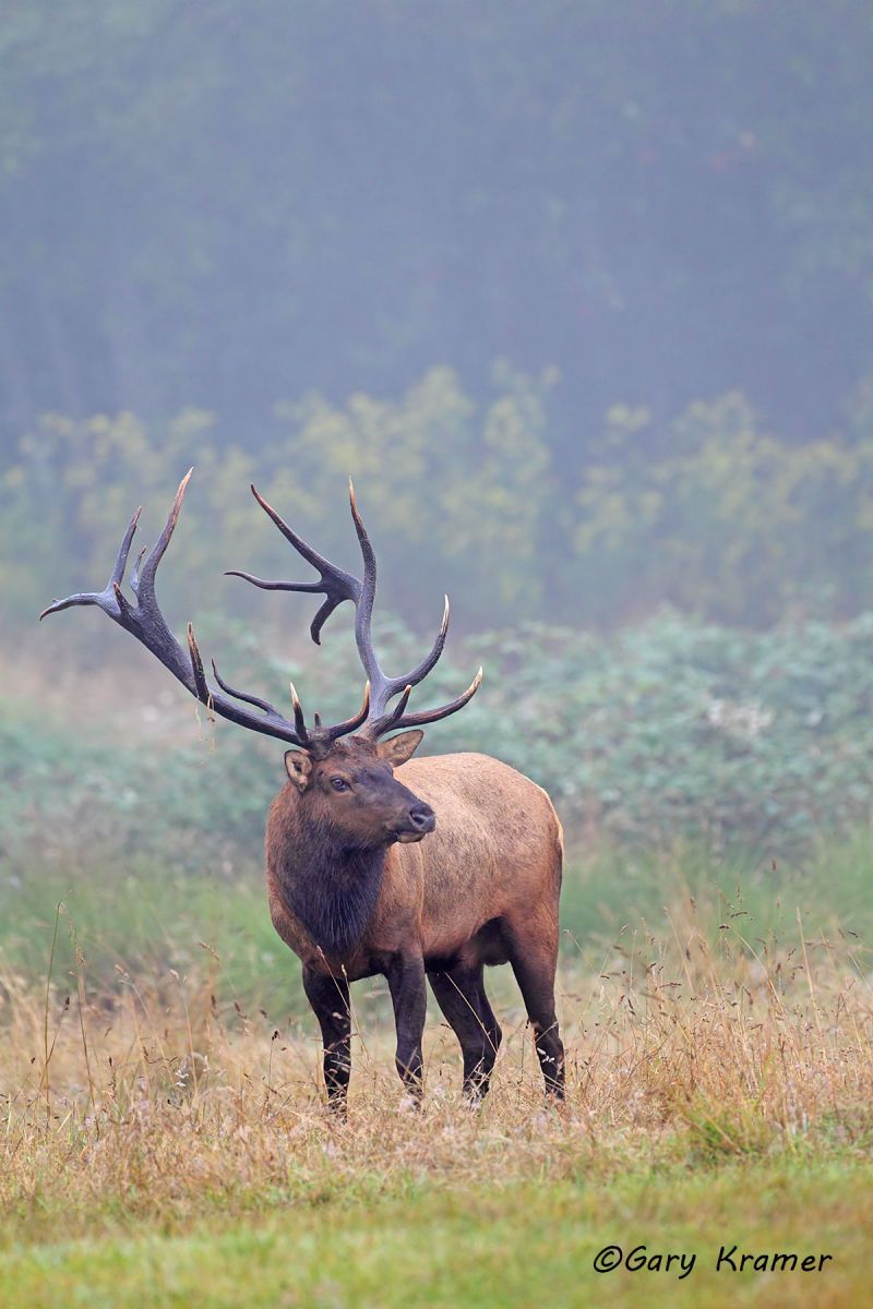 Roosevelt's Elk (Cervus elaphus roosevelti) - NMERo#298d