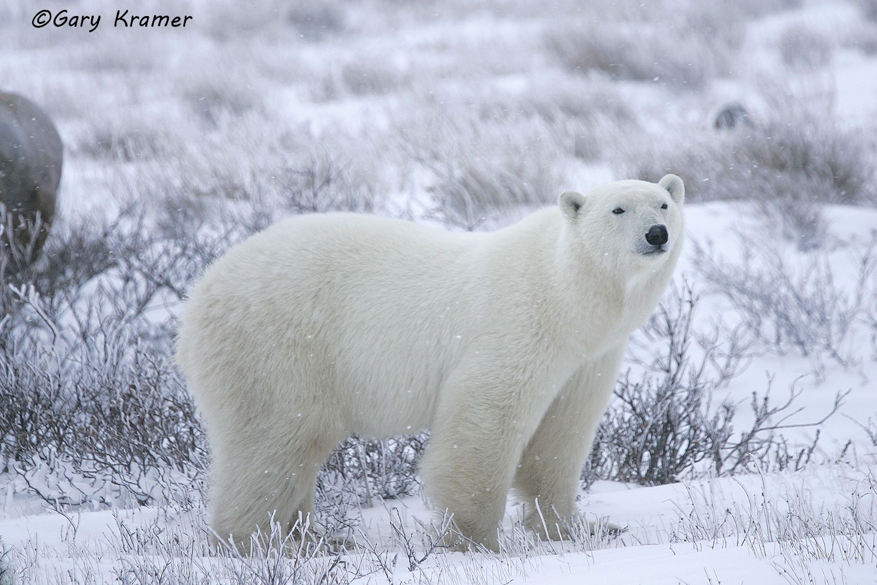 Polar Bear (Thalarctos maritimus) by GaryKramer.net, 530-934-3873, gkramer@cwo.com Polar Bear (Thalarctos maritinus) - NMBP#365d