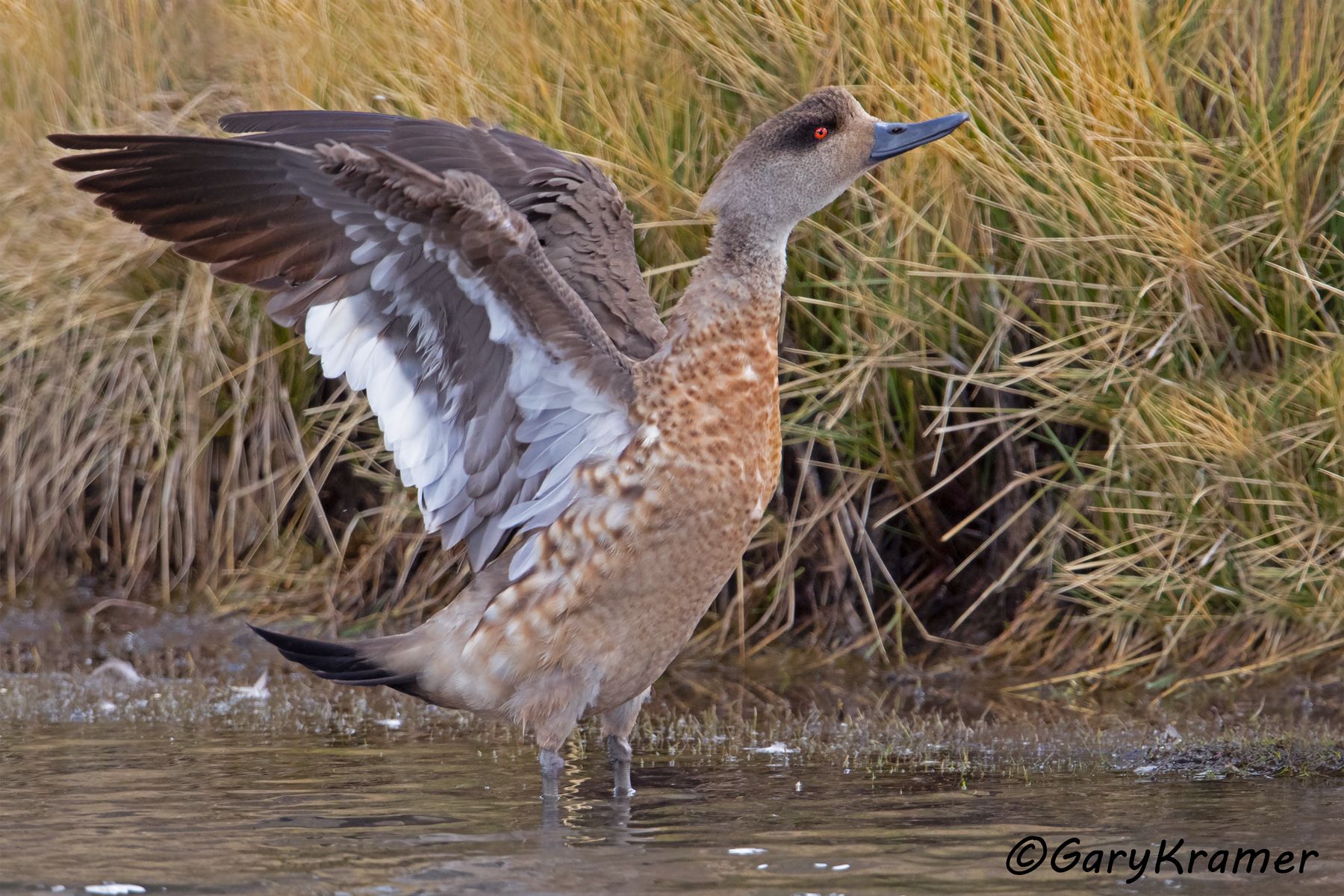 Crested Duck (Lophonetta speculariodes) - SBWCd#133d (Peru)