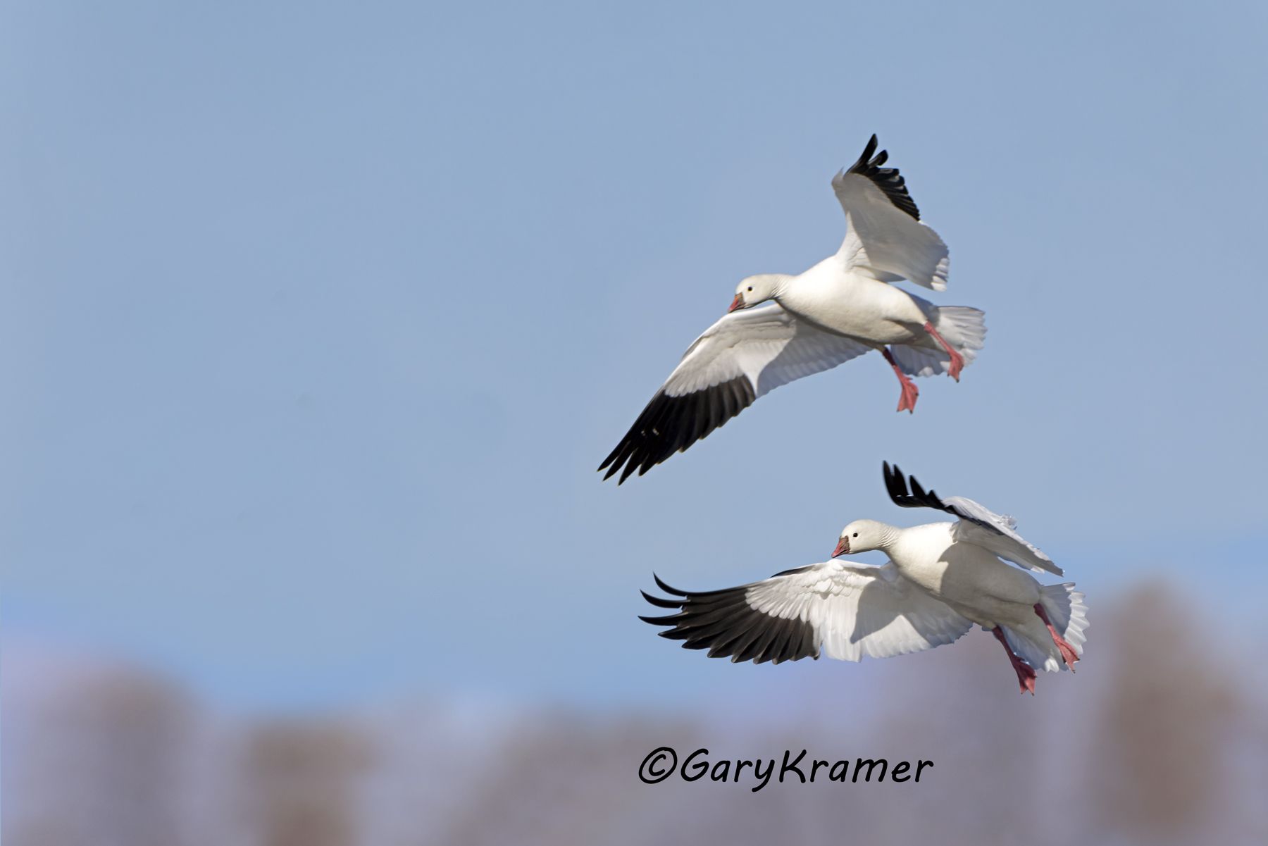 Ross's Goose (Chen rossii) - NBWRg#1510d(2)
