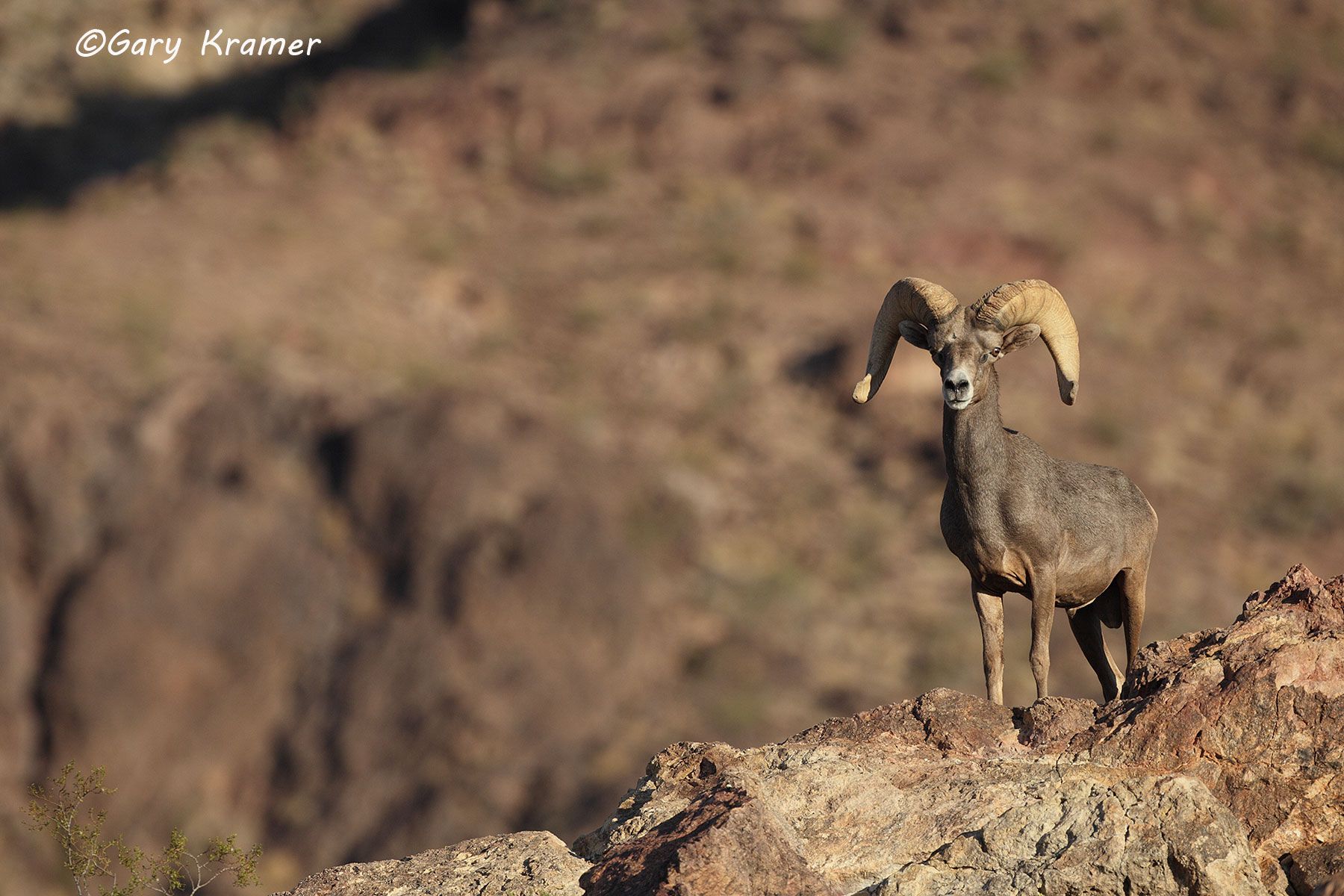 Desert Bighorn (Ovis canadensis nelsoni) by GaryKramer.net, 530-934-3873, gkramer@cwo.com Desert Bighorn (Ovis canadensis nelsoni) - NMSBd#1156d