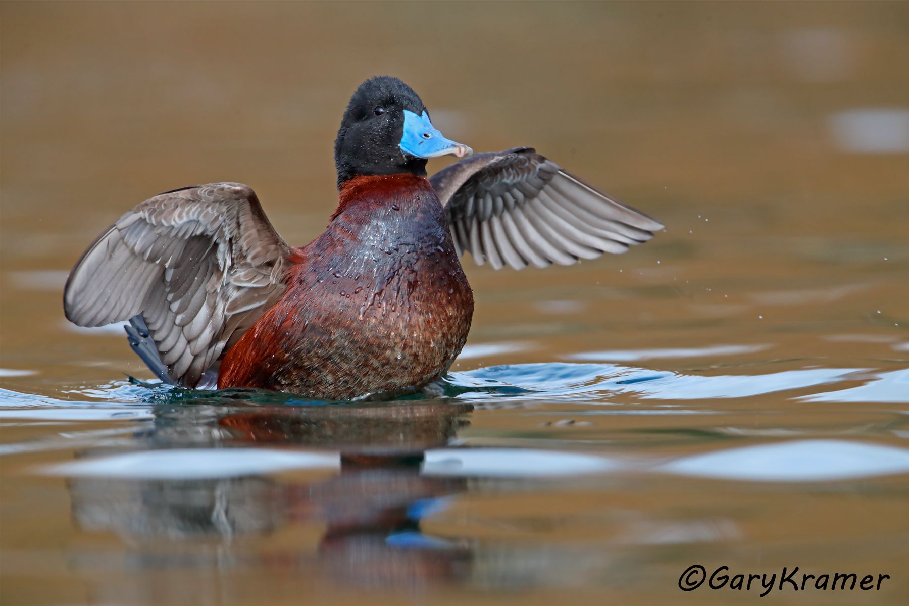 Andean Duck (Oxyura ferruginea) - SBWRa#207d (Chile)