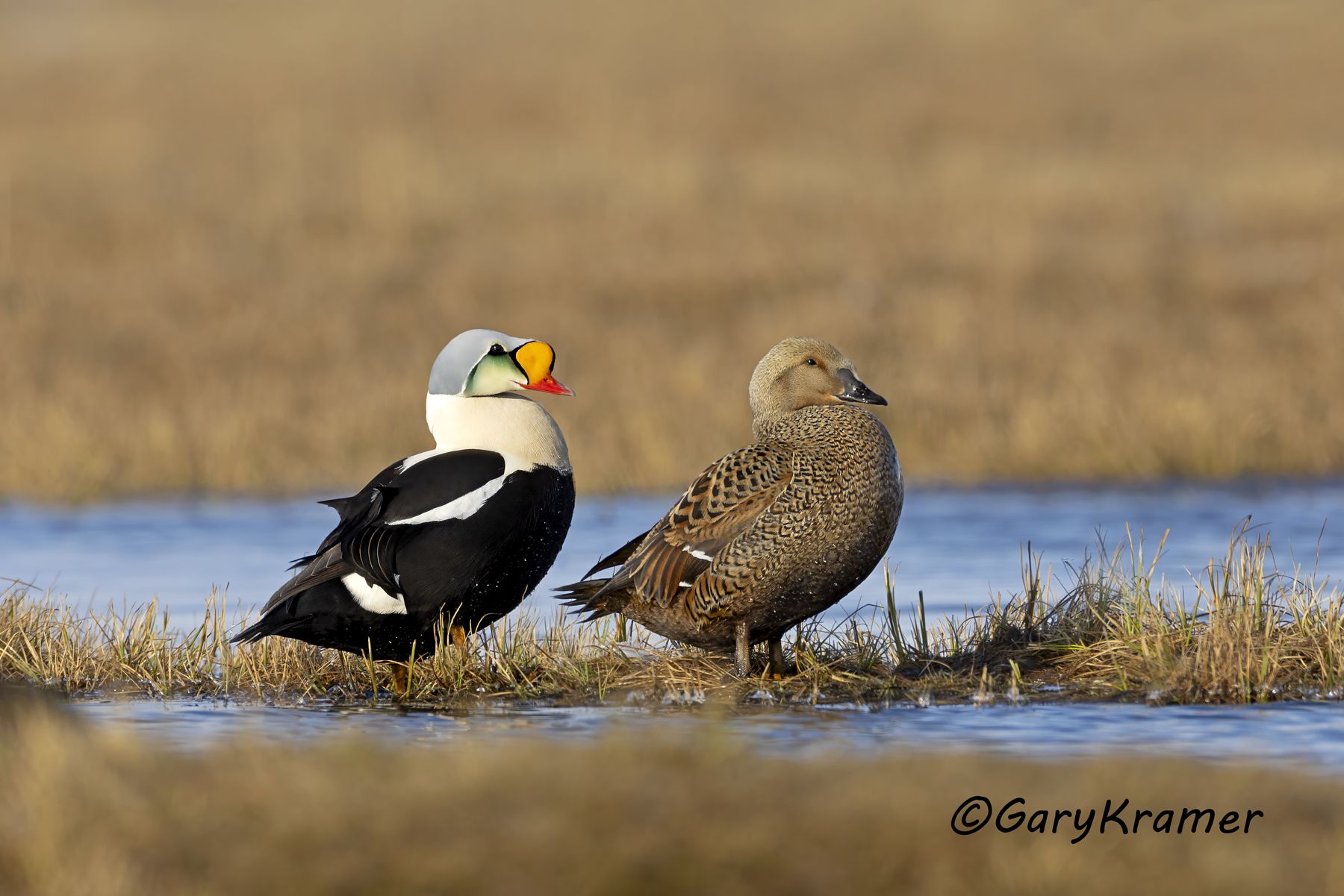 King Eider (Somateria spectabilis) - NBWEk#1055d(2)
