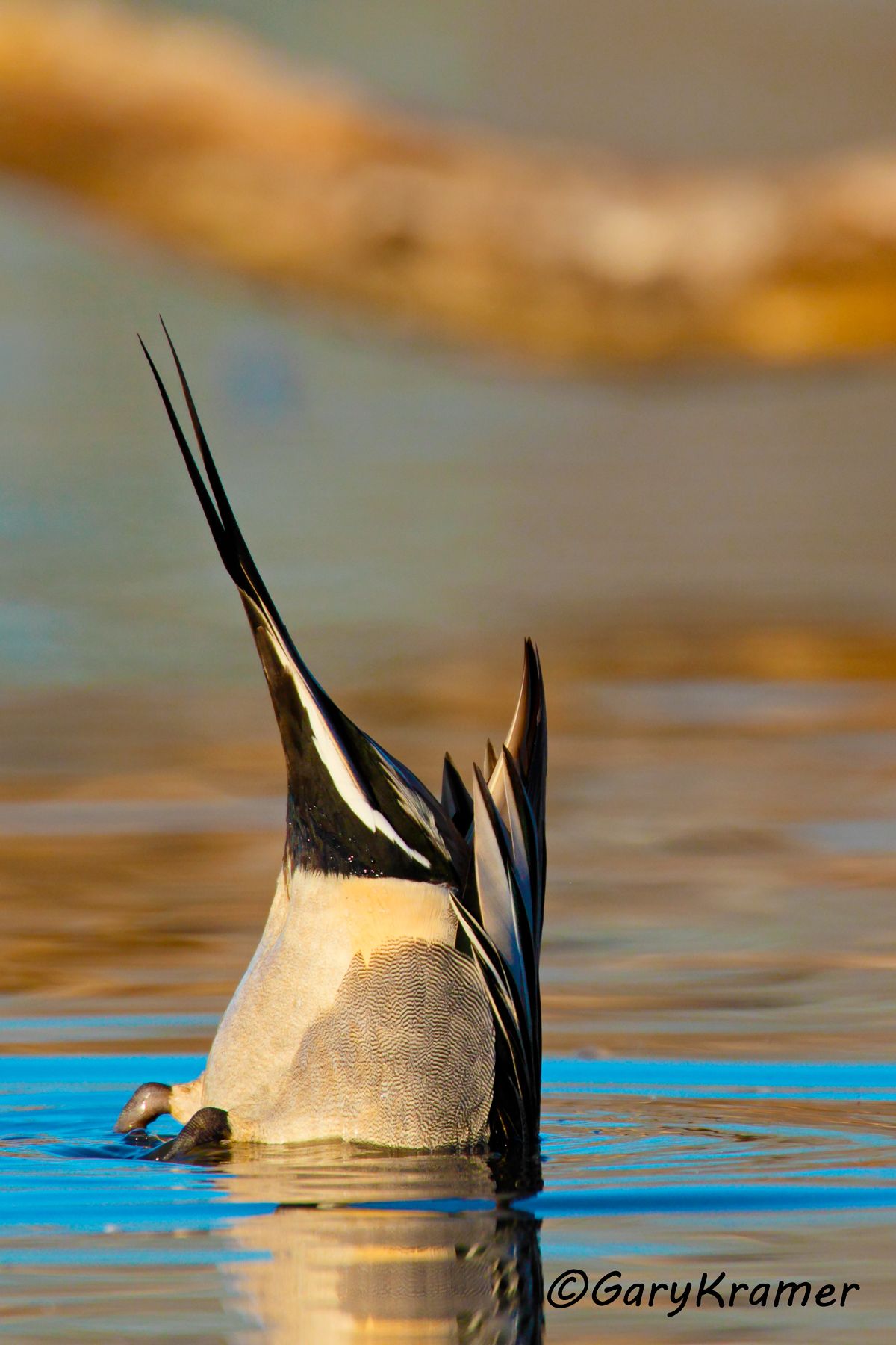 Northern Pintail (Anas acuta) - NBWP#3619d(2)