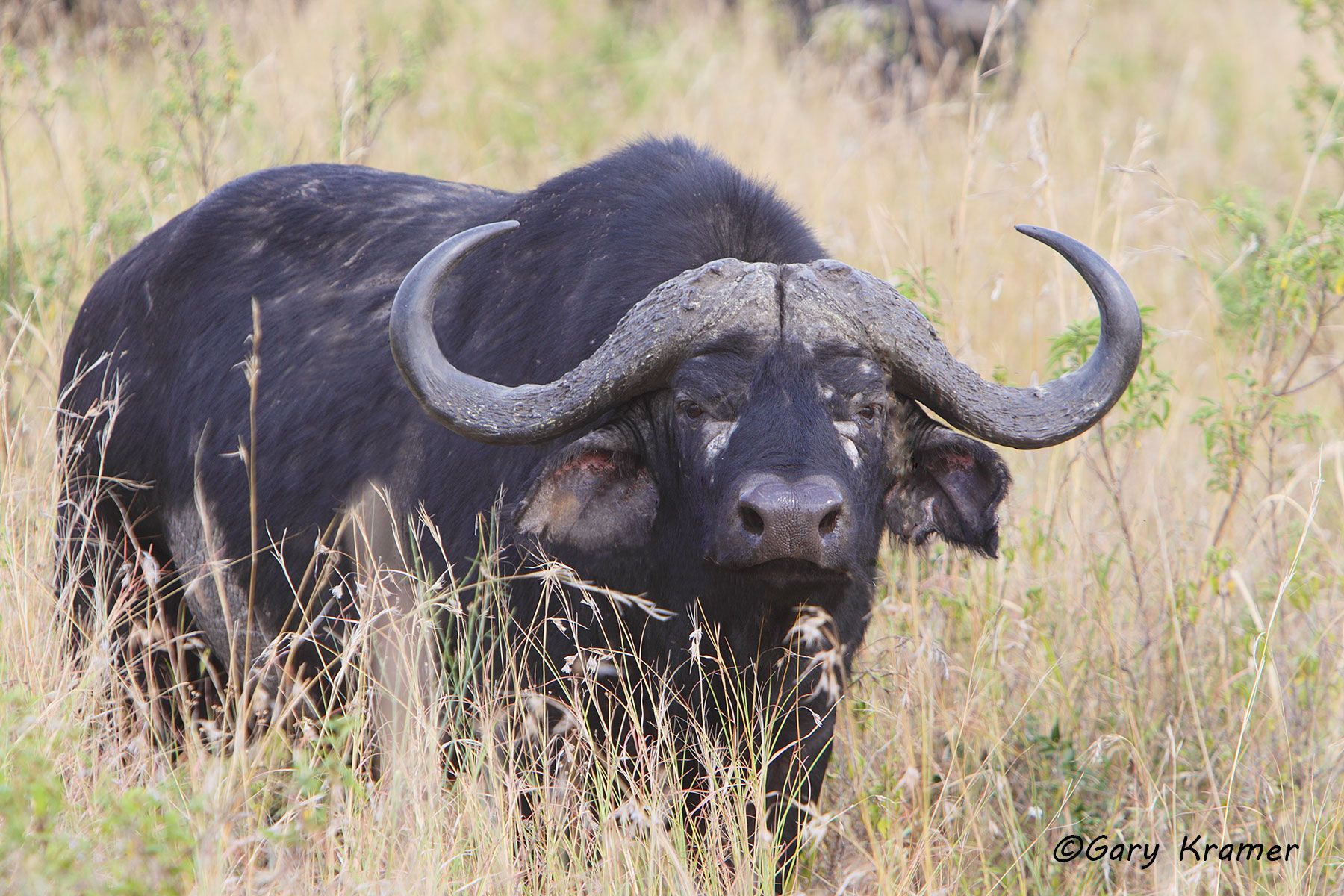 Cape Buffalo (Syncerus caffer) - AMB#939d