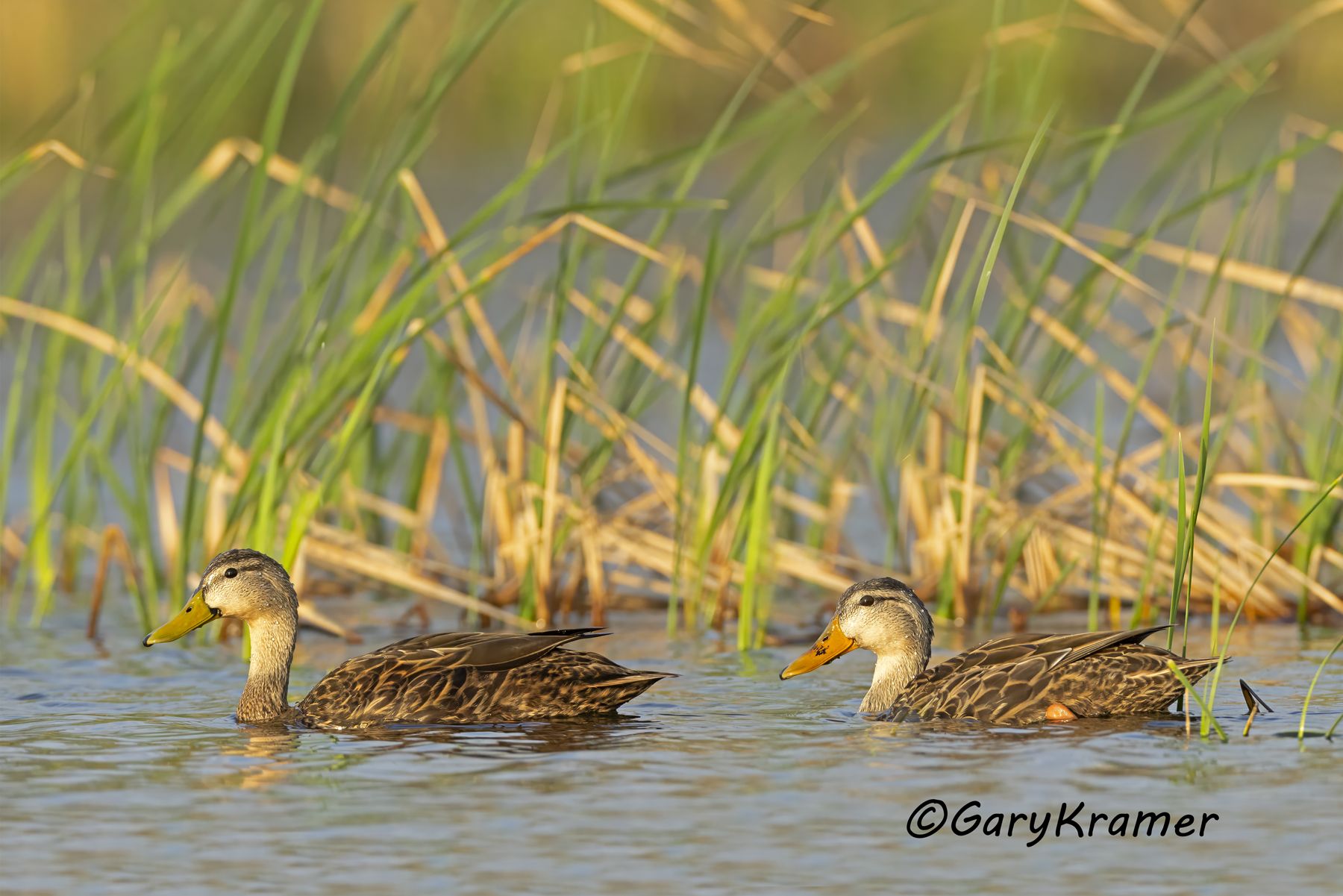Mottled Duck (Anas fulvigula) Mottled Duck (Anas fulvigula) - NBWMo#342d(2)