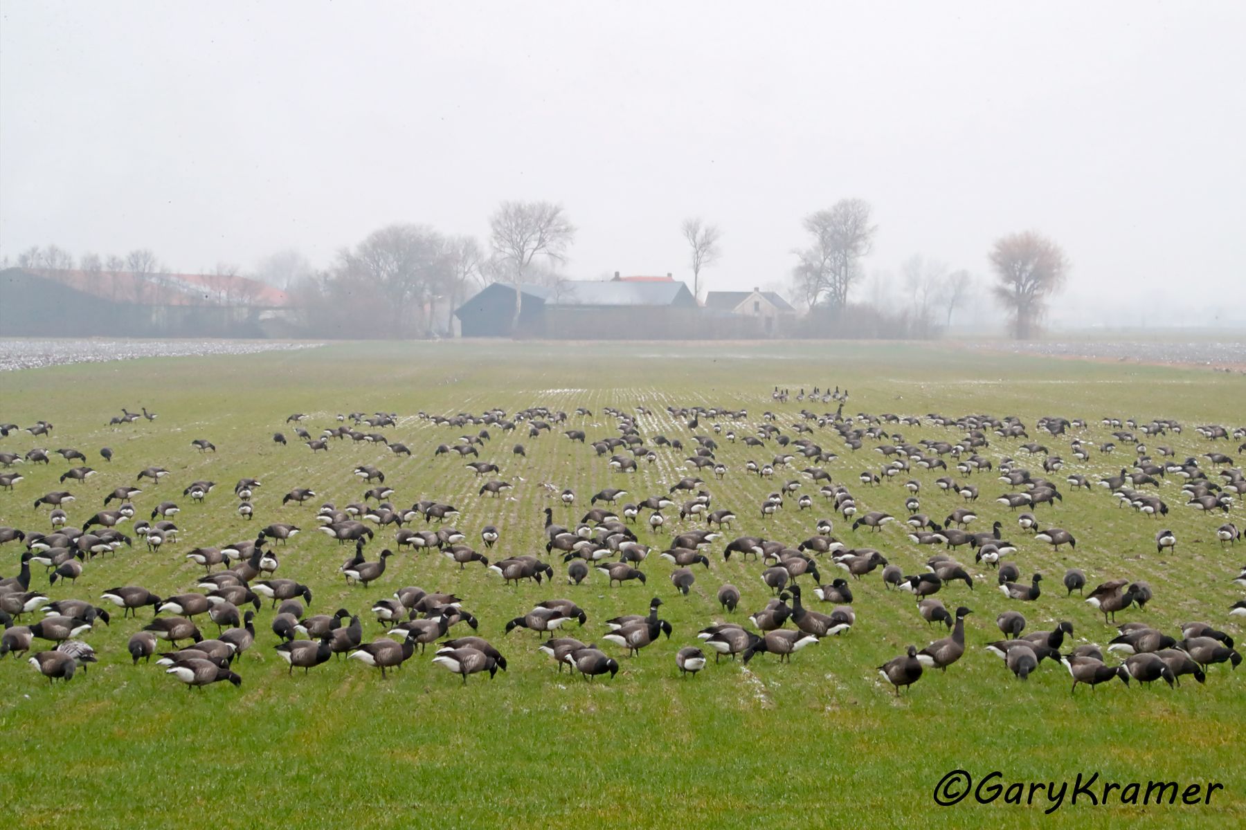 Brant (Dark-bellied) (Branta bernicla bernicla)  Brant (Dark-bellied) (Branta bernicla bernicla) - EBWBd#191d