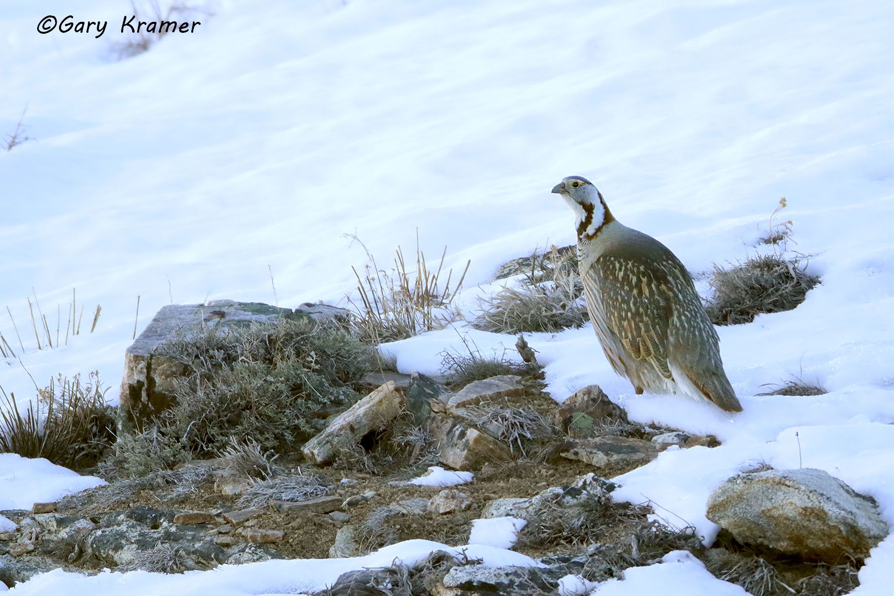 Himalayan Snowcock (Tetraogailus himalayensis) Himalayan Snowcock (Tetraogailus himalayensis) - NBGSh#065d