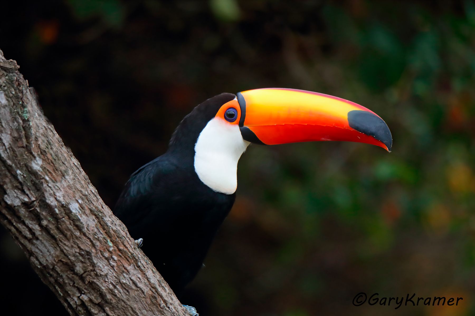 Toco Toucan (Ramphatos toco) - SBTt#060d