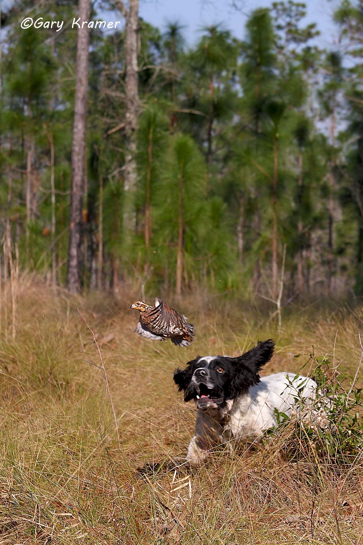 English Cocker Spaniel flushing a Bobwhite Quail English Cocker Spaniel flushing a Bobwhite - HDSfb#003d(2)