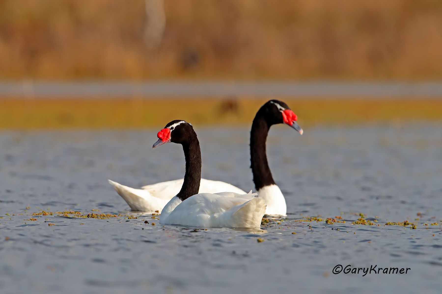 Black-necked Swan (Cygnus melanocoryphus) - SBWSb#079d (Chile)