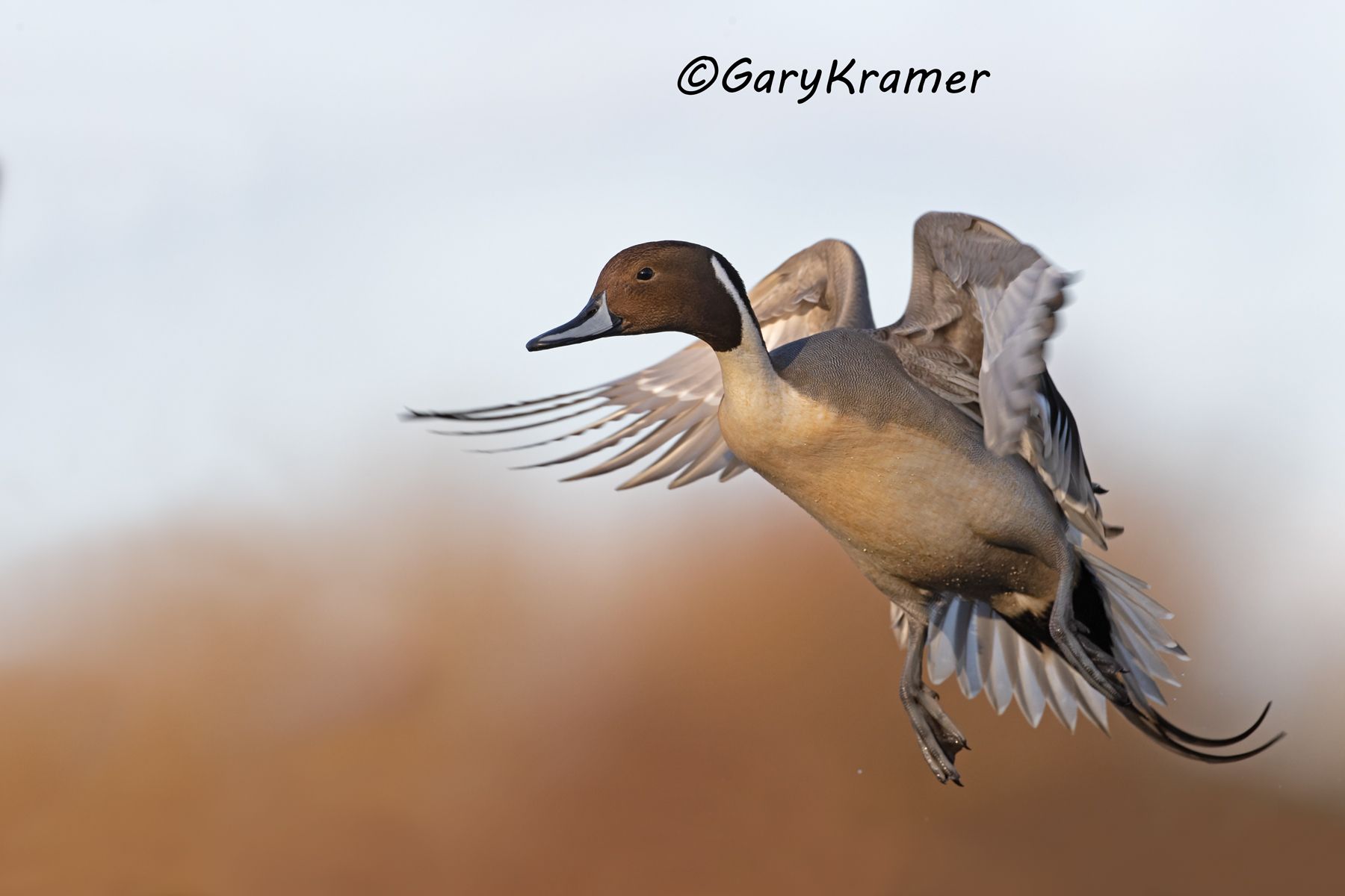 Northern Pintail (Anas acuta) - NBWP#9340d