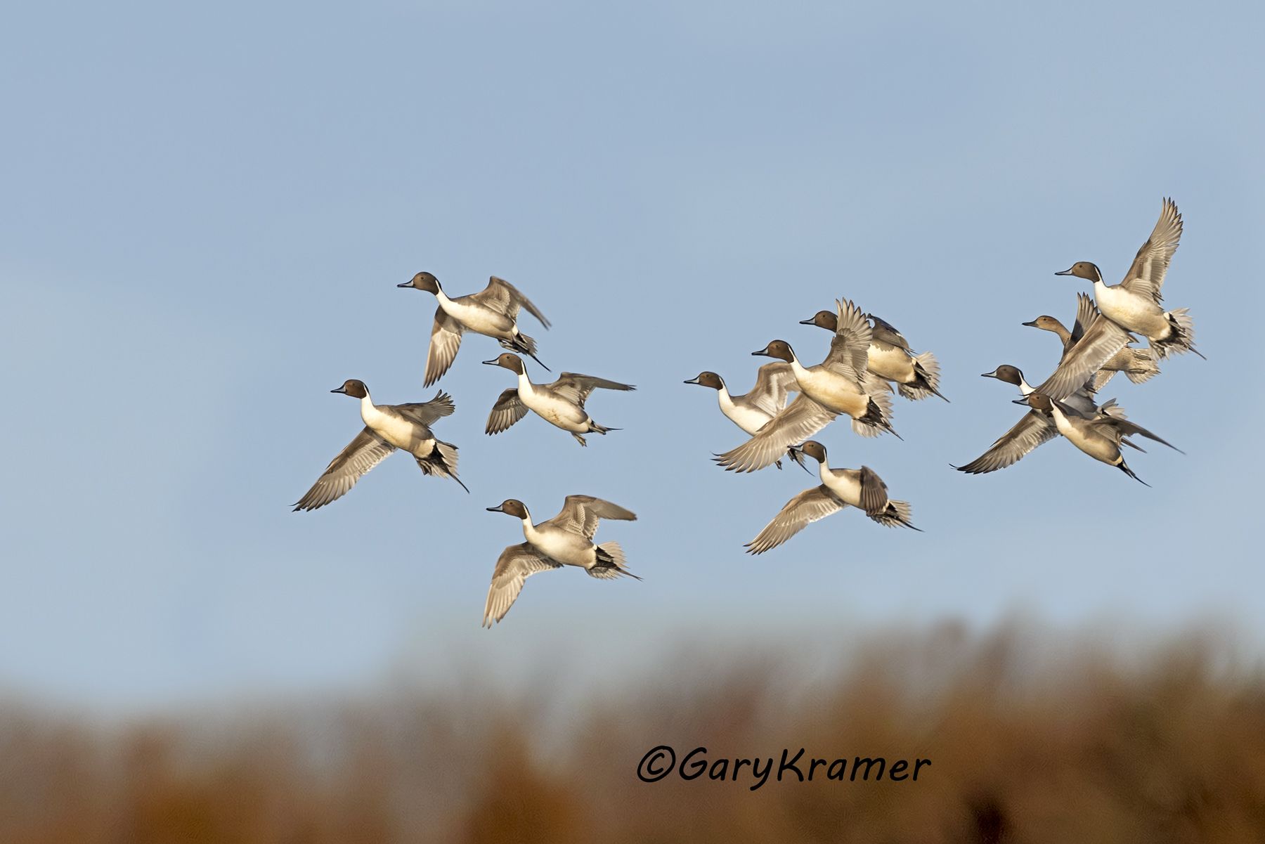 Northern Pintail (Anas acuta) - NBWP#400d(2)