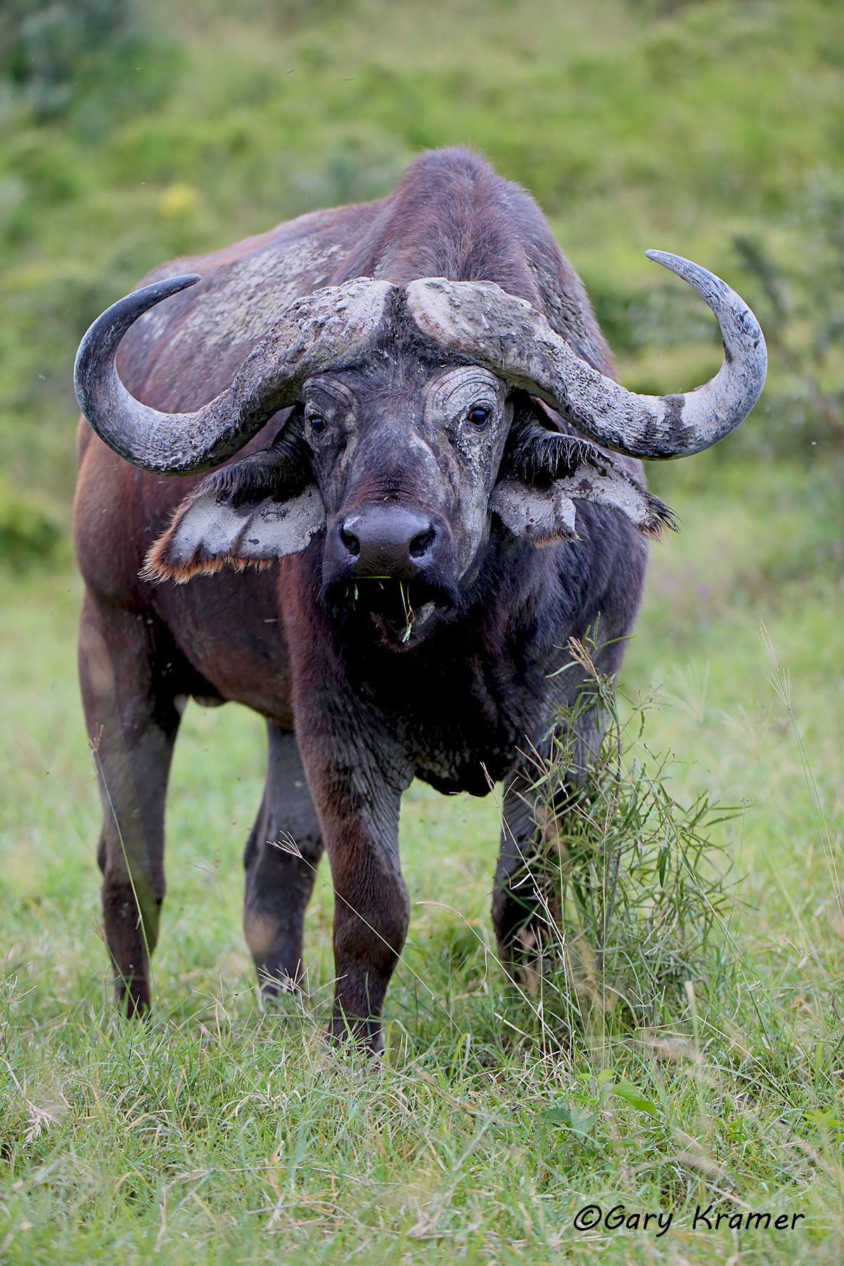 Cape Buffalo (Syncerus caffer)  - AMB#1613d
