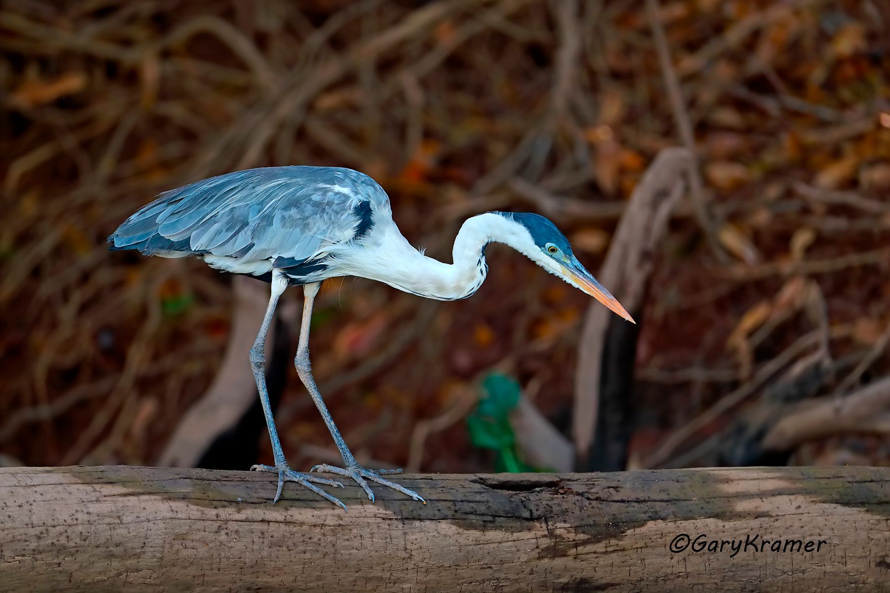 White-necked (Cocoi) Heron (Ardea cocoi) White-necked (Cocoi) Heron (Ardea cocoi) - SBHwc#019d
