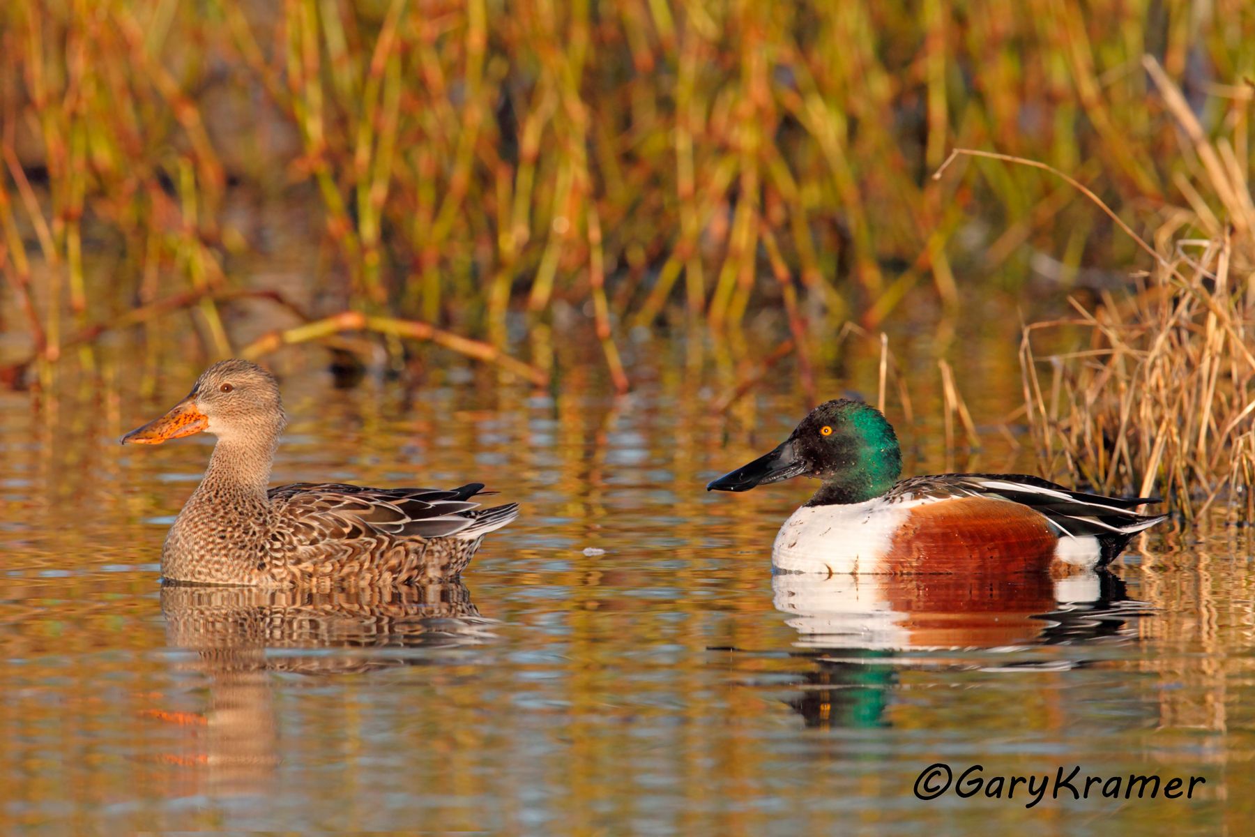 Northern Shoveler (Spatula clypeata) Northern Shoveler (Spatula clypeata) - NBWS#921d