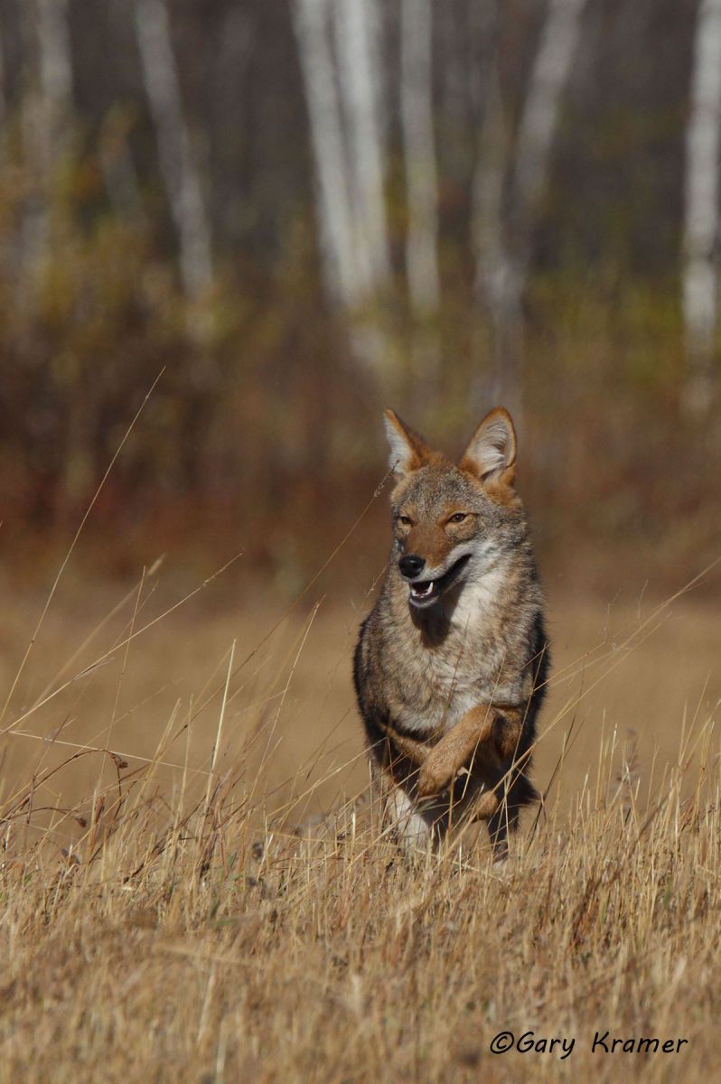 Coyote (Canis latrans) - NMC#729d(2)