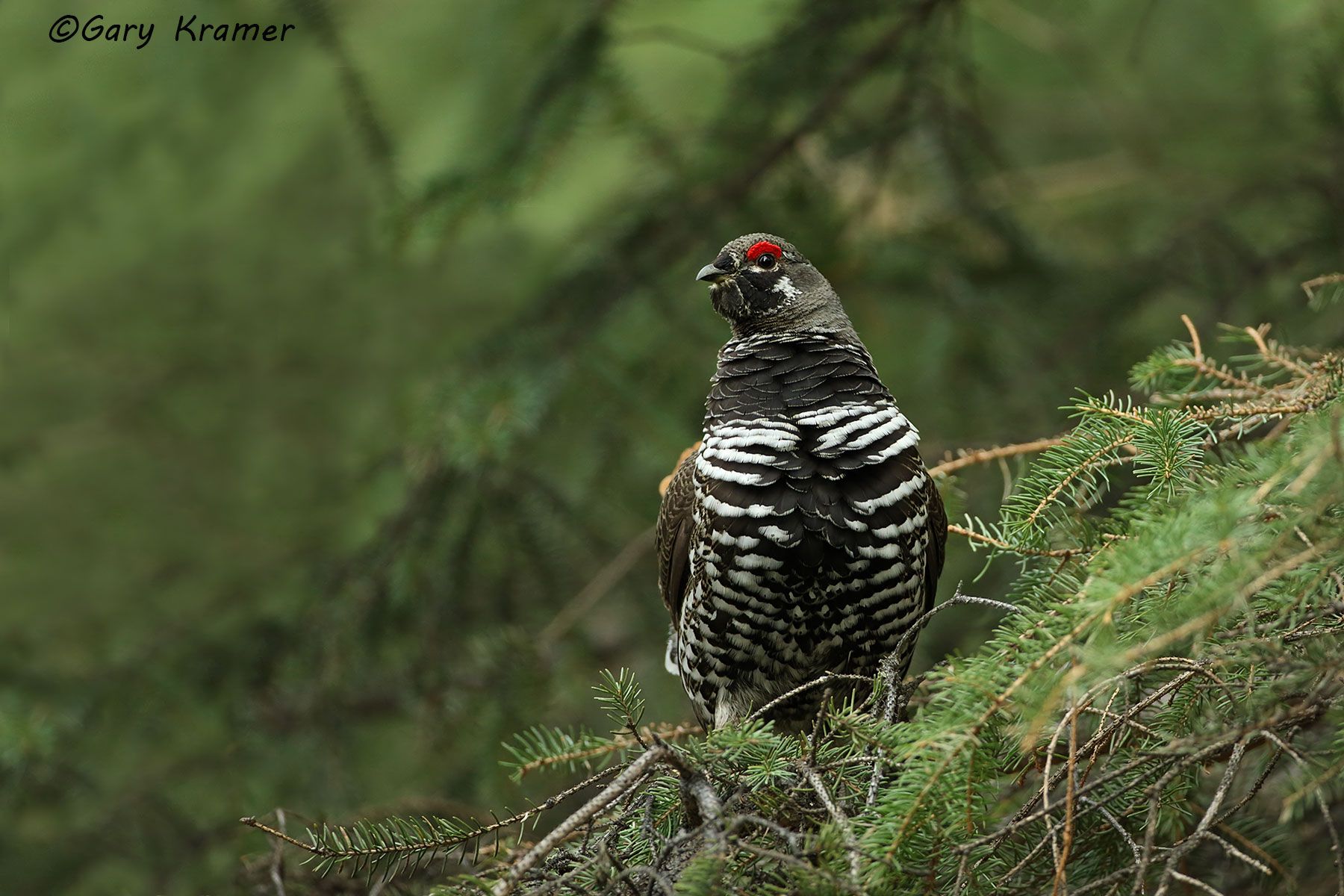 Spruce Grouse (Falcipennis canadensis) Spruce Grouse (Falcipennis canadensis) - NBGs#402d