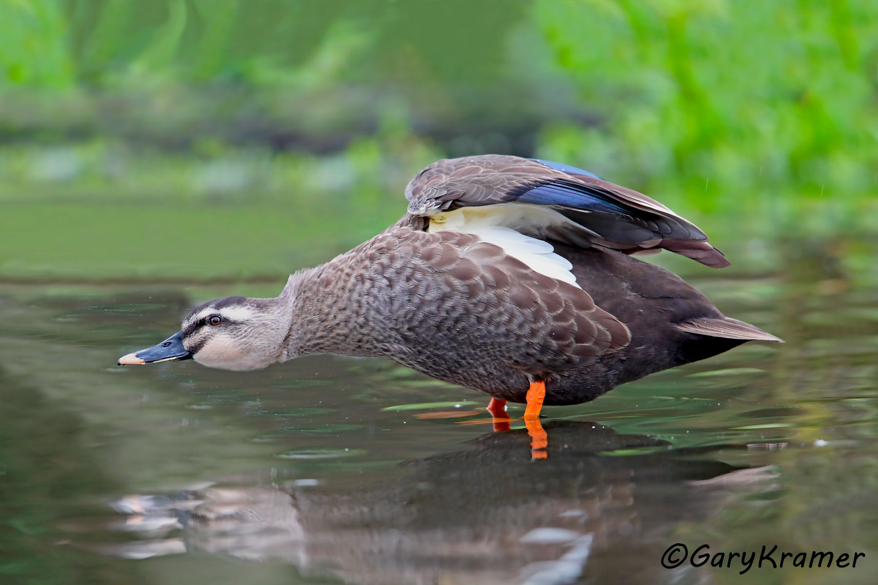 Eastern Spot-billed Duck (Anas zonorhyncha)  Eastern Spot-billed Duck (Anas zonorhyncha) - EBWBe#016d