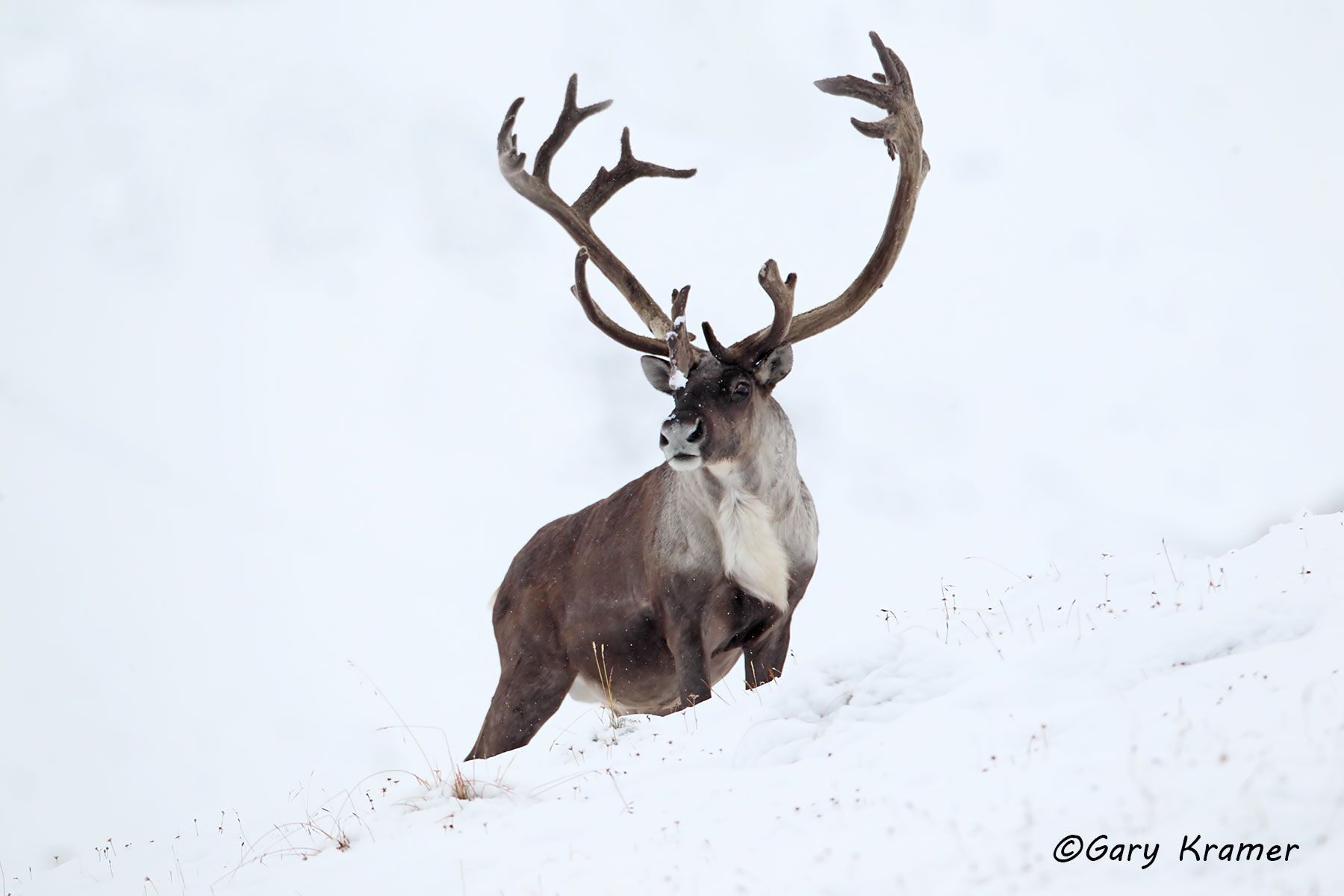 Barren Ground Caribou (Rangifer tarandus granti) by GaryKramer.net, 530-934-3873, gkramer@cwo.com Barren Ground Caribou (Rangifer tarandus granti) - NMCb#850d
