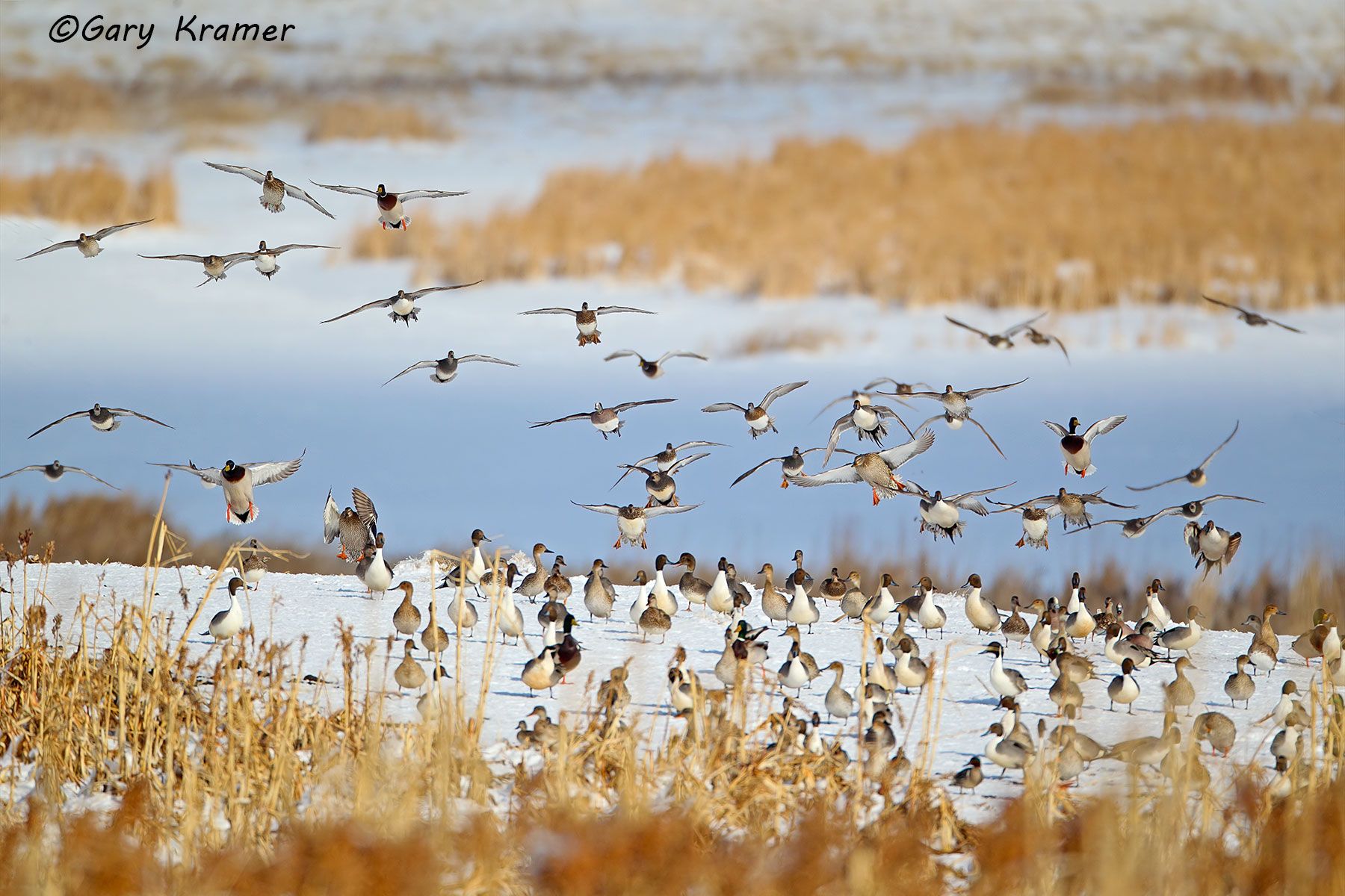 Northern Pintail/Mallard/American Wigeon/Gadwall/GW Teal Northern Pintail/Mallard/American Wigeon/Gadwall/Green-winged Teal - NBWX#1150d