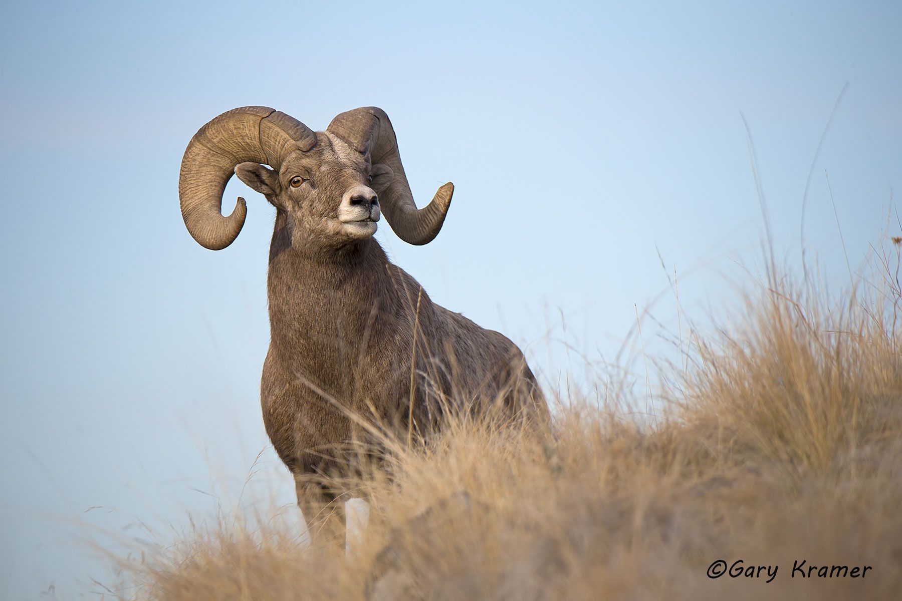 Rocky Mountain Bighorn (Ovis canadensis canadensis) by GaryKramer.net, 530-934-3873, gkramer@cwo.com Rocky Mountain Bighorn (Ovis canadensis canadensis) - NMSBr#1030d