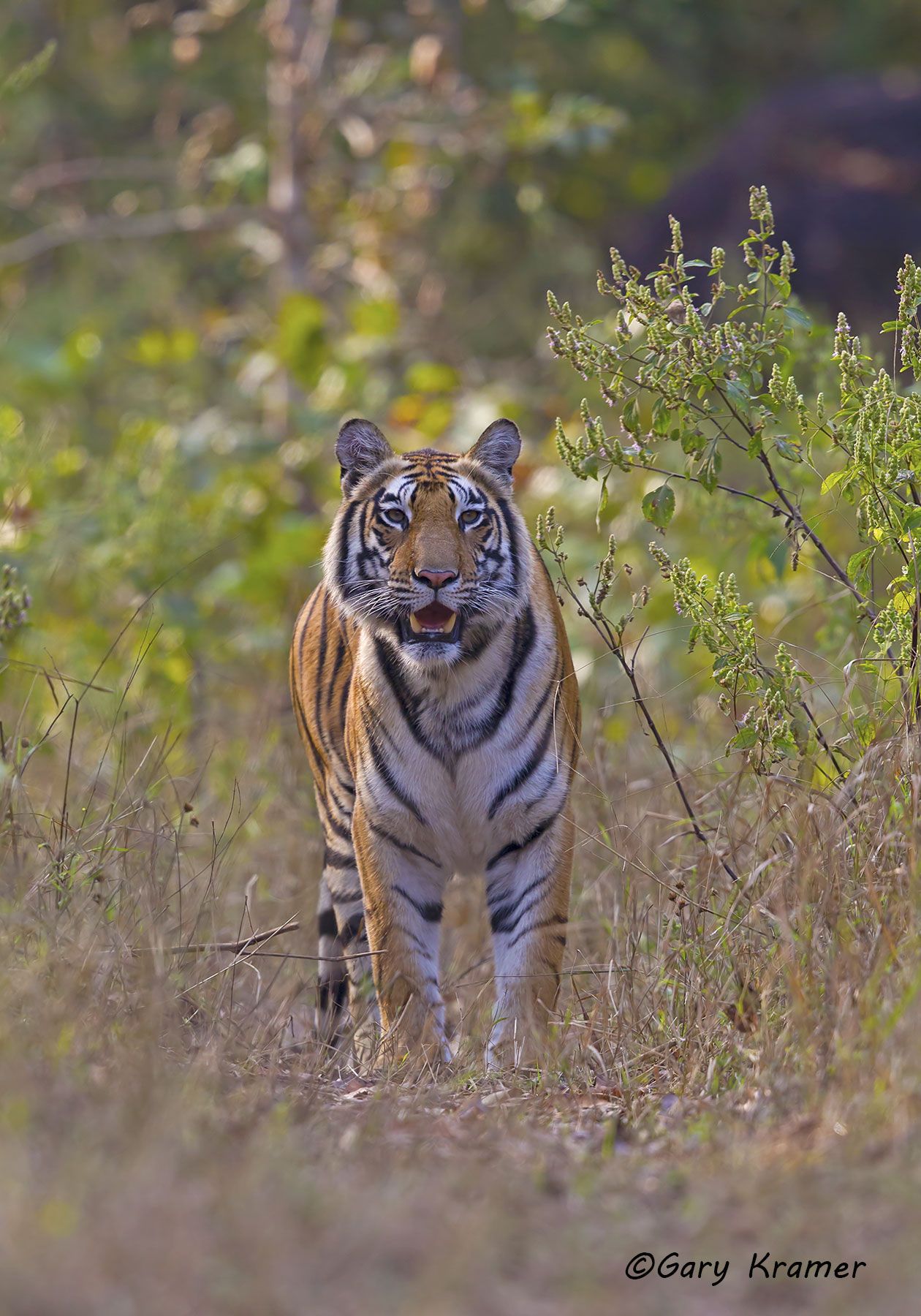 Tiger (Bengal) (Panthera tigrus tigrus) - AMTb#209d