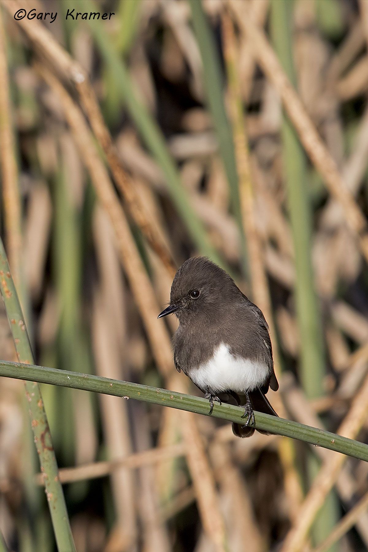 Black Phoebe (Sayornis nigricans) Black Phoebe (Sayornis nigricans) - NBTYb#049d(2)