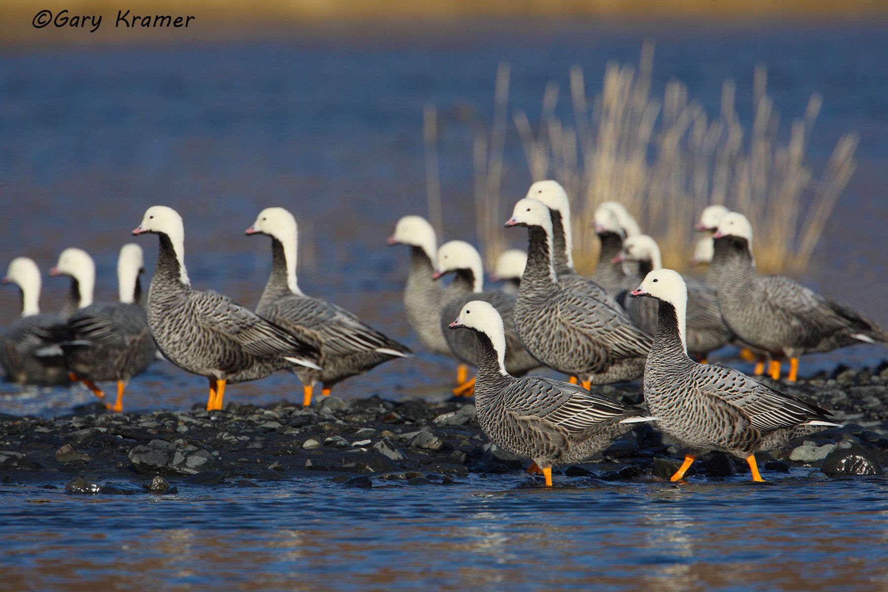 Emperor Goose (Anser canagicus) by GaryKramer.net, 530-934-3873, gkramer@cwo.com Emperor Goose (Anser canagicus) - NBWEg#093d