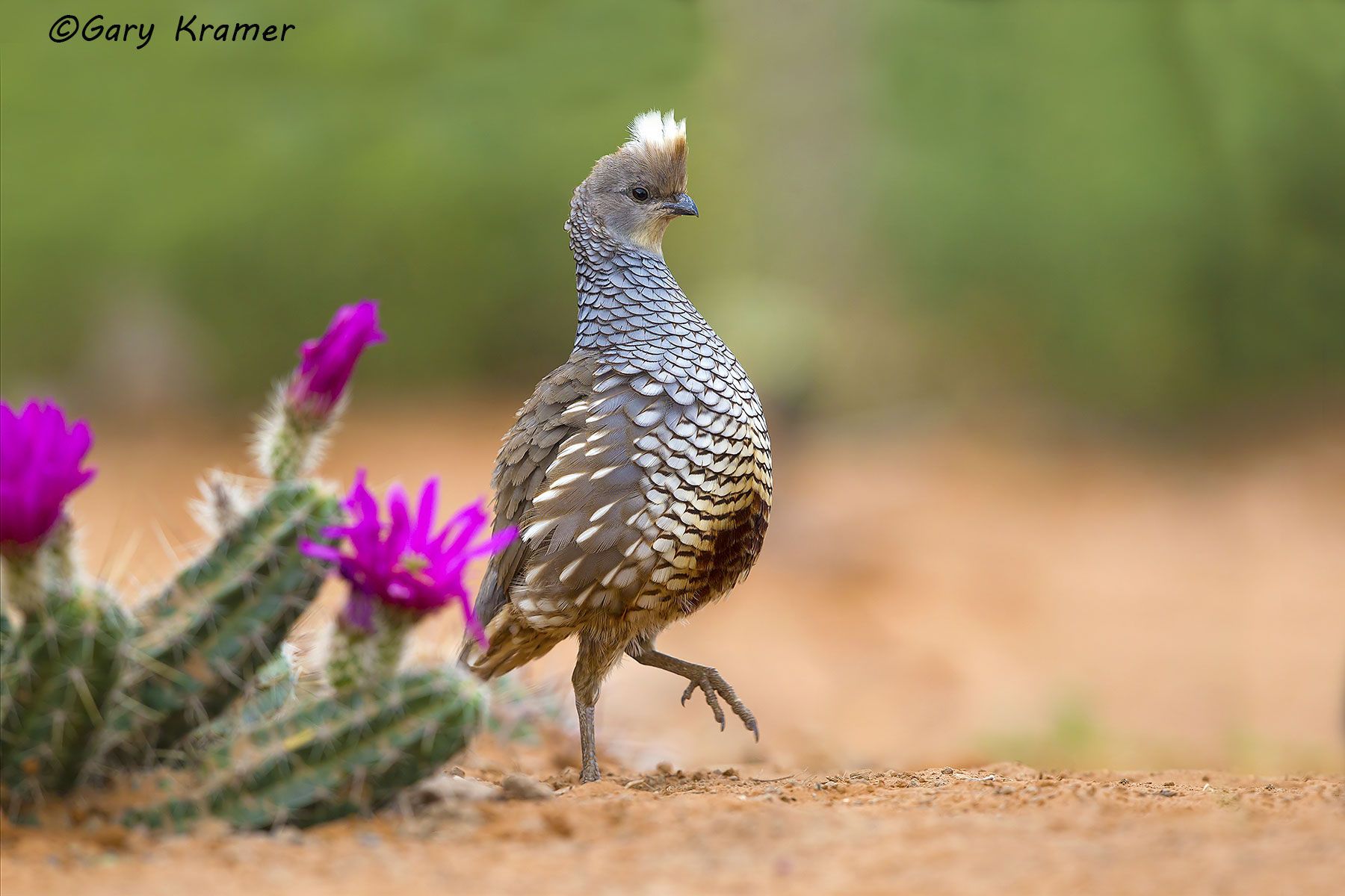 Scaled Quail (Callipepla squamata) - NBGQs#062d