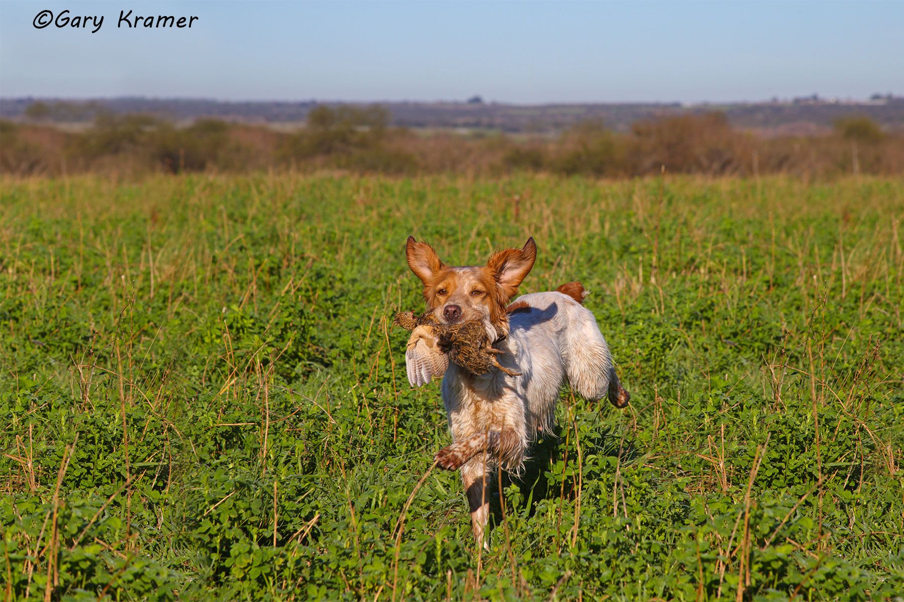 Brittany retrieving a Perdiz, Argentina/Uruguay Brittany retrieving a Perdiz, Uruguay - SHPbr#016d