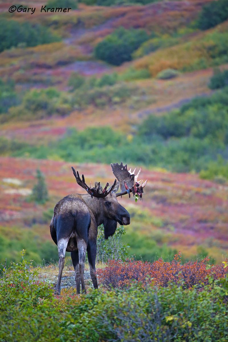 Moose (Alces alces) by GaryKramer.net, 530-934-3873, gkramer@cwo.com Moose (Alces alces) - NMM#713d