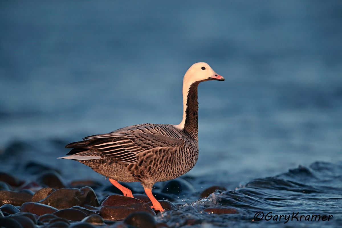 Emperor Goose  Ducks Unlimited