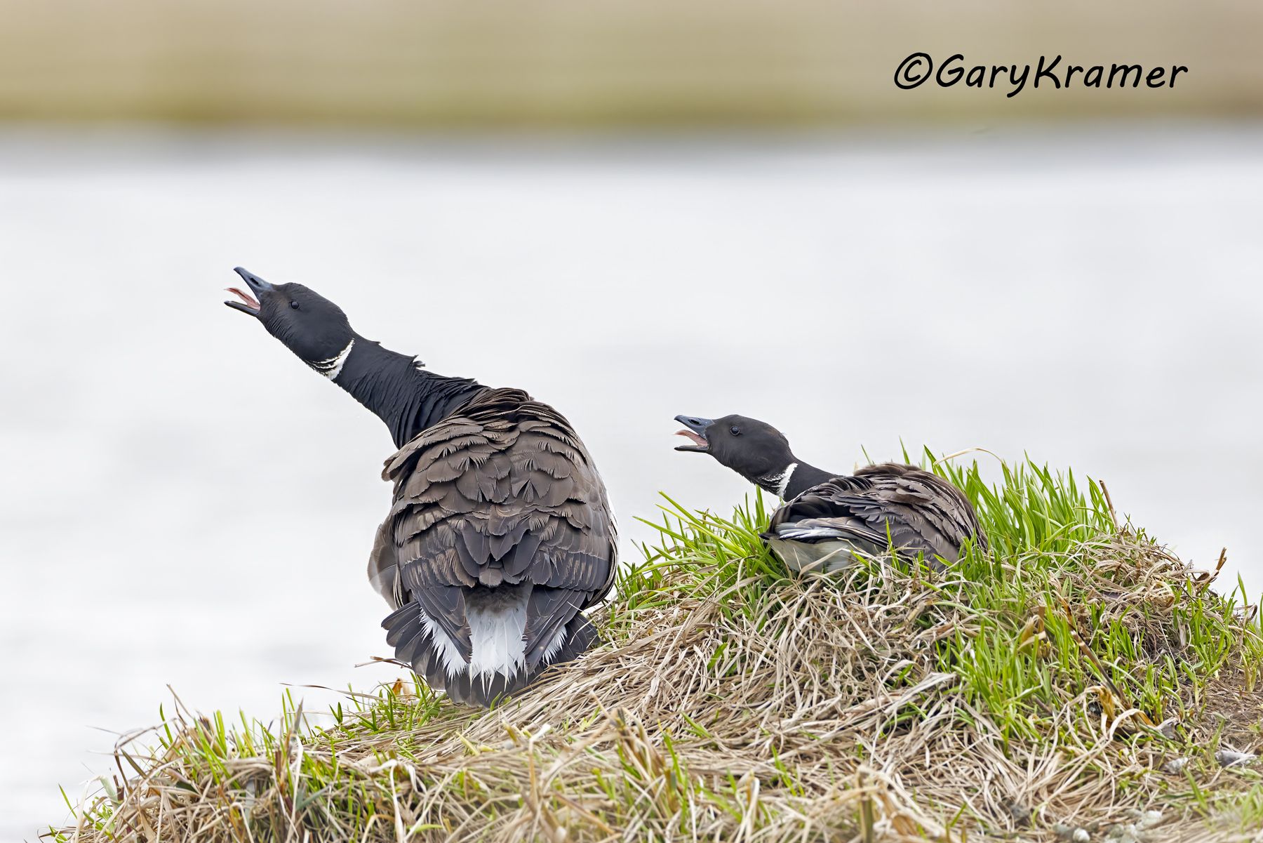 Black (Pacific) Brant (Branta bernicla nigricans) - NBWBp#2160d