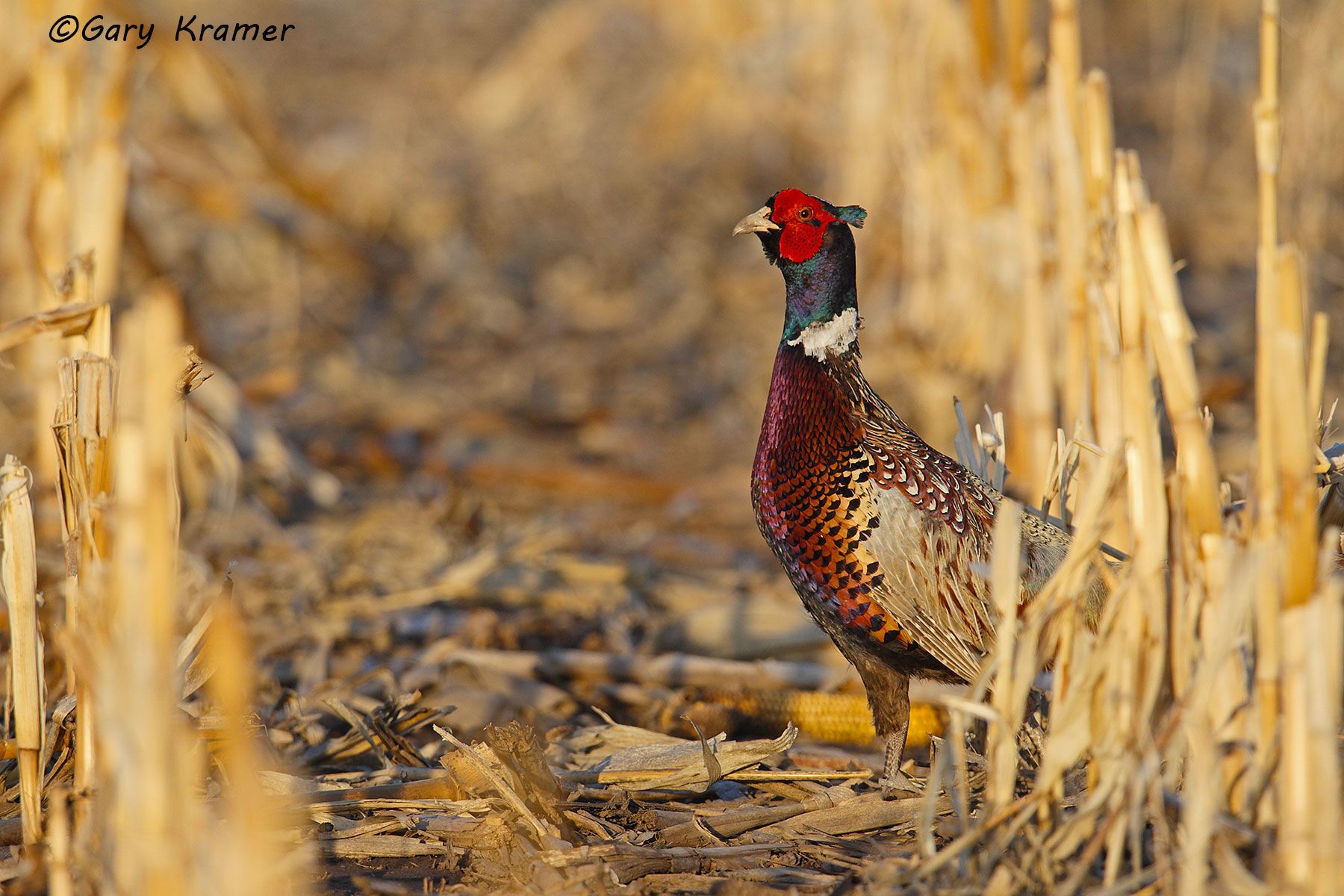 Ring-necked Pheasant (Phasianus colchicus) by GaryKramer.net, 530-934-3873, gkramer@cwo.com Ring-necked Pheasant (Phasianus colchicus) - NBGP#1527d