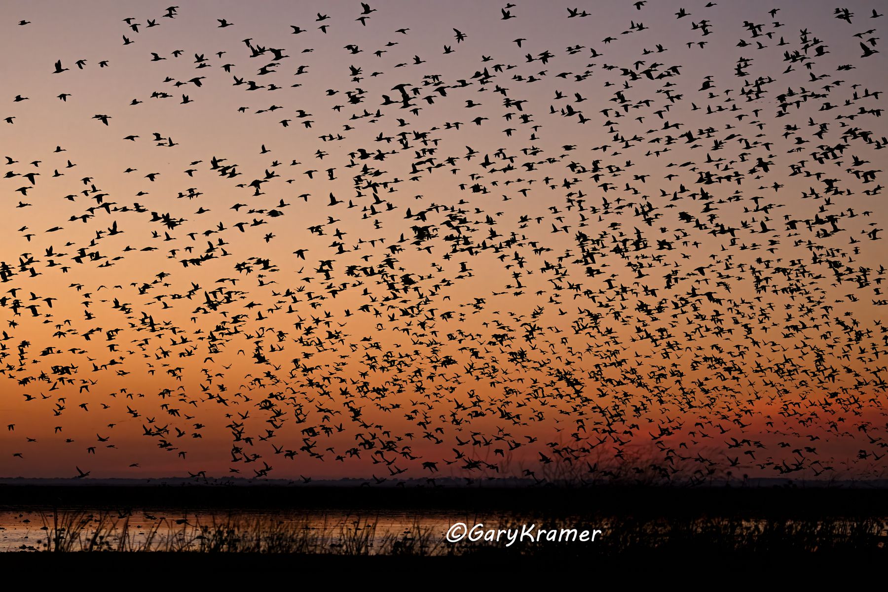 Northern Pintail (Anas acuta) - NBWP#538d