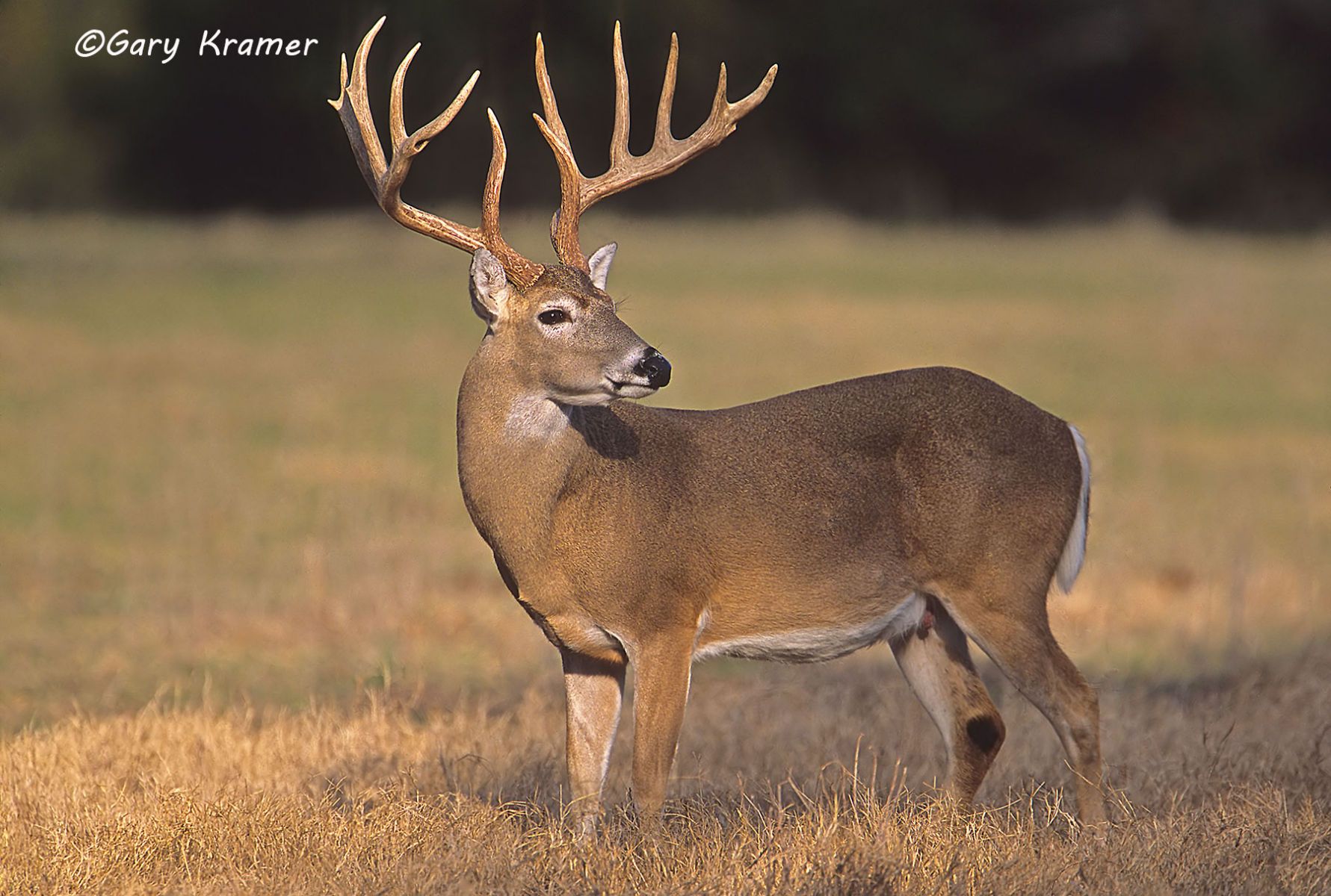 White-tailed Deer (Odocoileus virginianus) by GaryKramer.net, 530-934-3873, gkramer@cwo.com - Published: American Wildlife Calendar 2006; Cabela's Catalog 2006; Cabela's White-tailed Deer Calendar 2007; American Sportsman Calendar 2013 White-tailed Deer (Odocoileus virinianus) - NMDW#083