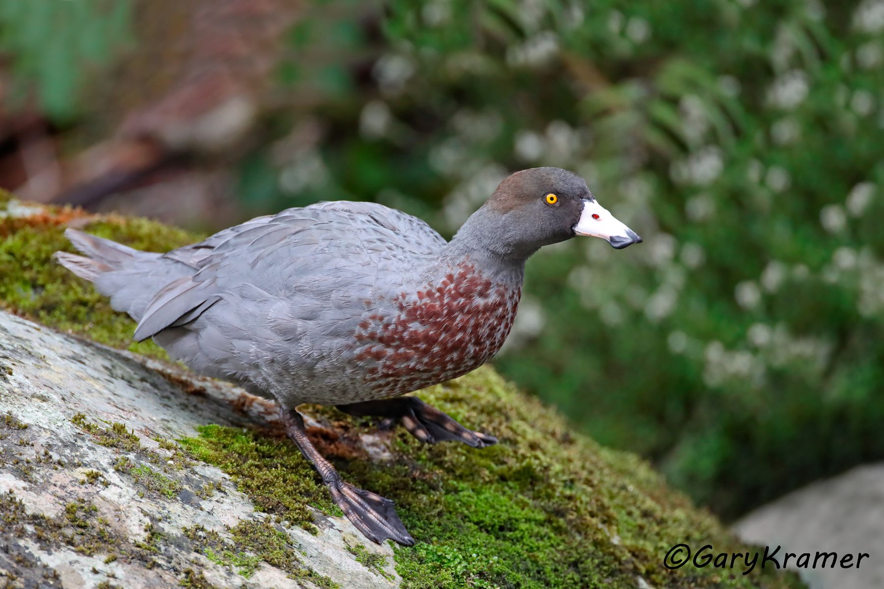 Blue Duck (Hymenolaimus malacorhynchos) Blue Duck (Hymenolaimus malacorhynchos) - OBWBd#195d
