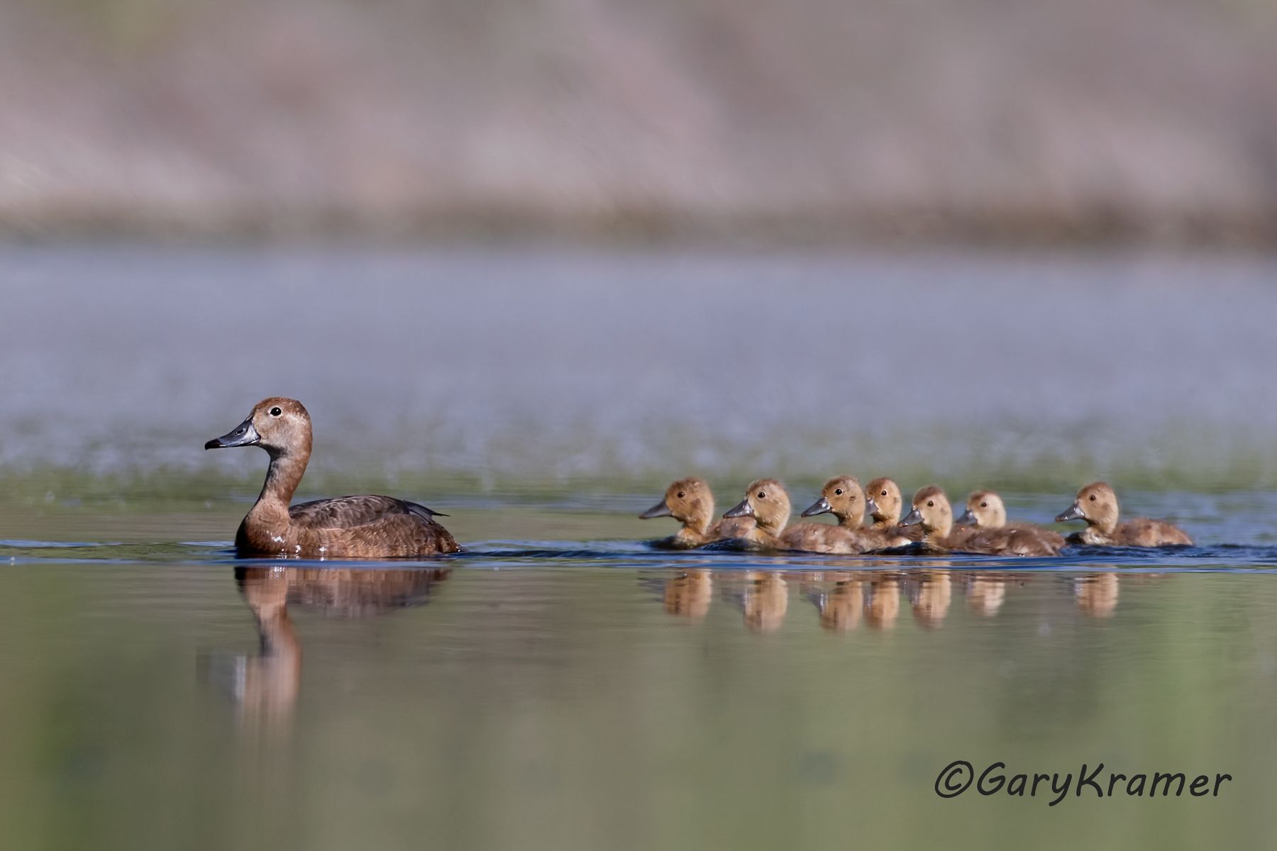 Redhead (Aythya americana) Redhead (Aythya americana) - NBWR#1926d(2)