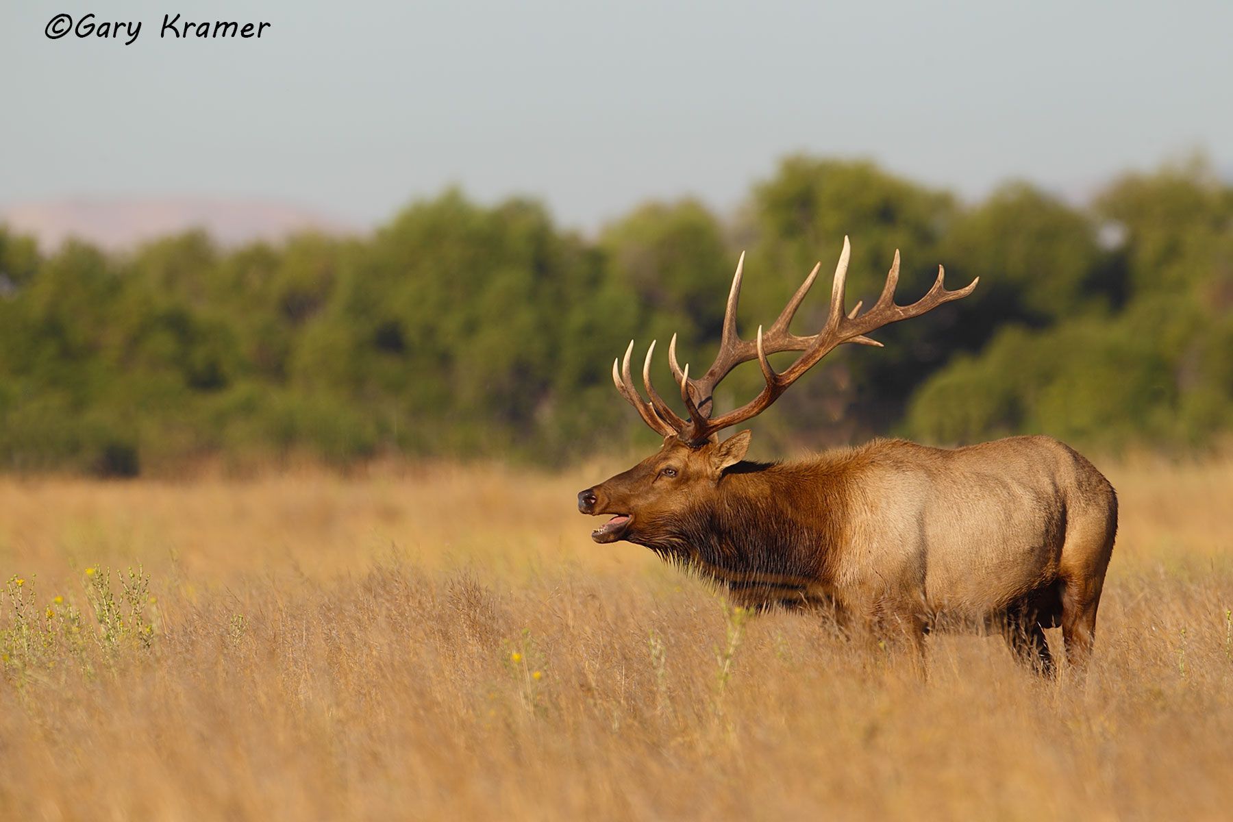 Tule Elk (Cervus elaphus nannodes) - NMET#494d