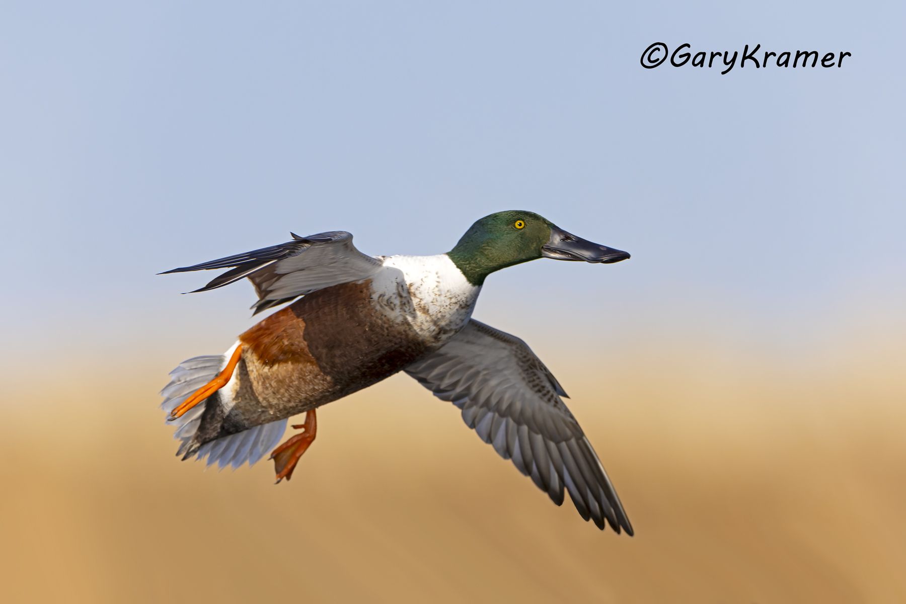 Northern Shoveler (Anas clypeata) - NBWS#1845d