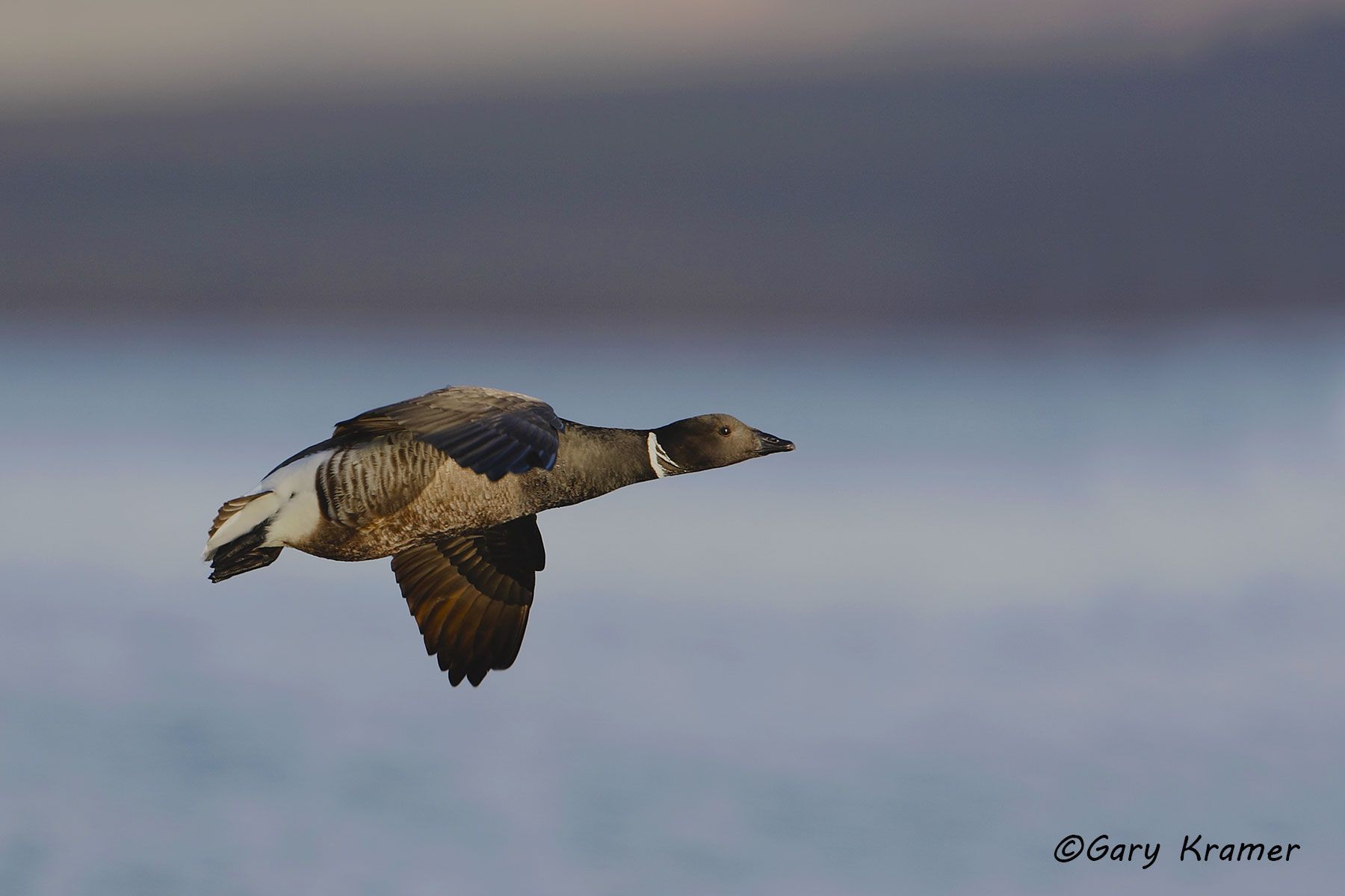 Black (Pacific) Brant (Branta bernicla nigricans) by GaryKramer.net, 530-934-3873, gkramer@cwo.com Black (Pacific) Brant (Branta bernicla nigricans) - NBWBp#412d