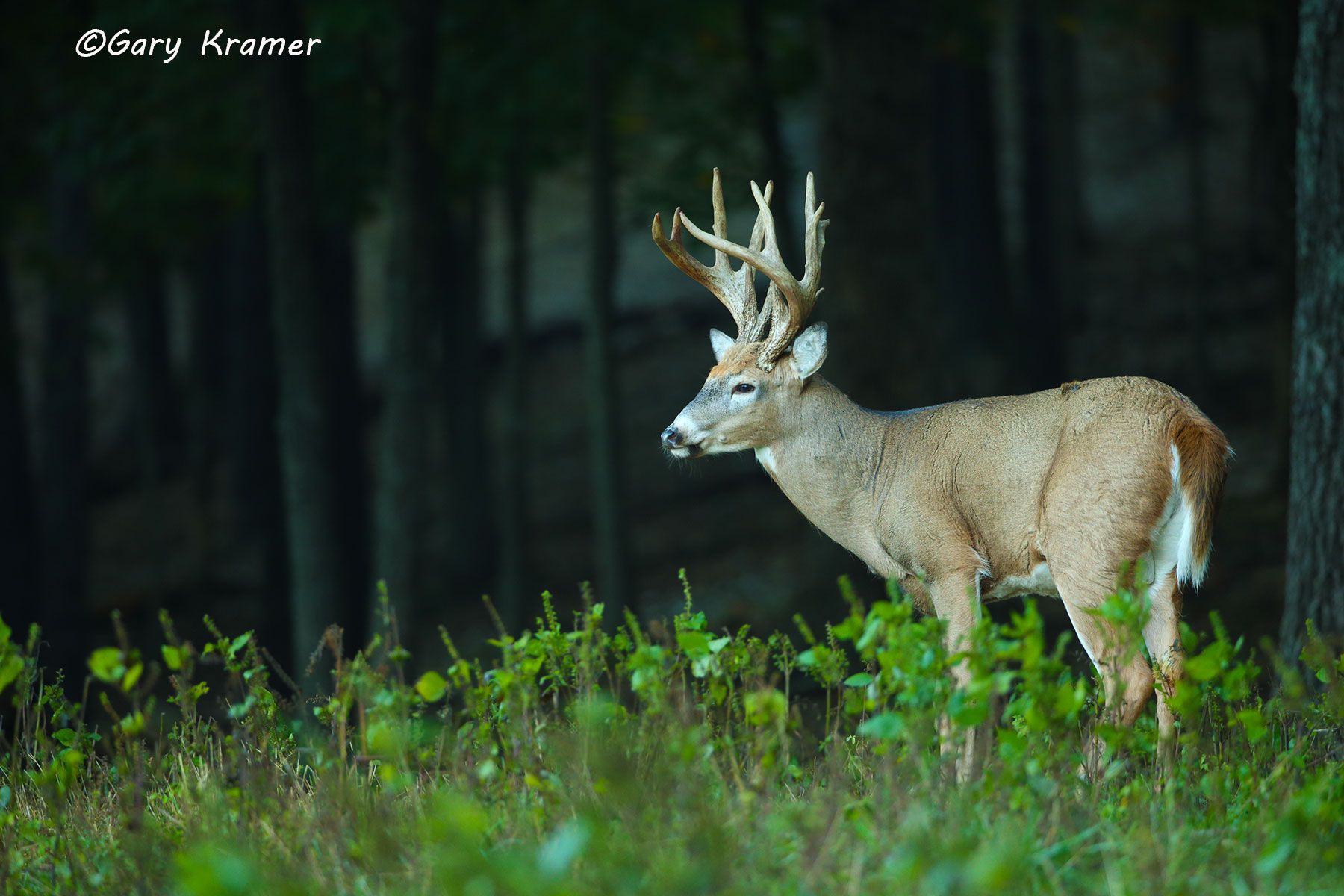 White-tailed Deer (Odocoileus virinianus) by GaryKramer.net, 530-934-3873, gkramer@cwo.com White-tailed Deer (Odocoileus virinianus) - NMDW#1074d