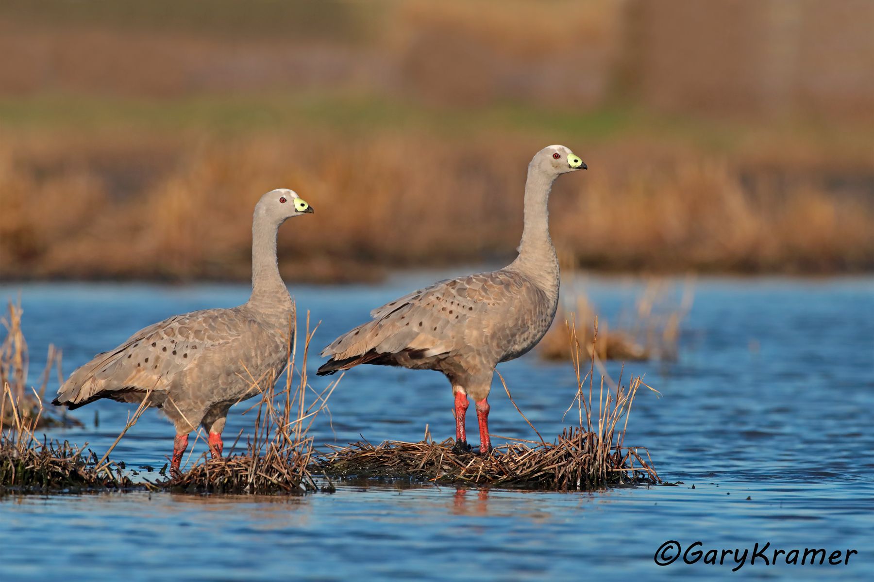 Cape Barren Goose (Cereopsis novaehollandiae)  Cape Barren Goose (Cereopsis novaehollandiae) - OBWG#166d